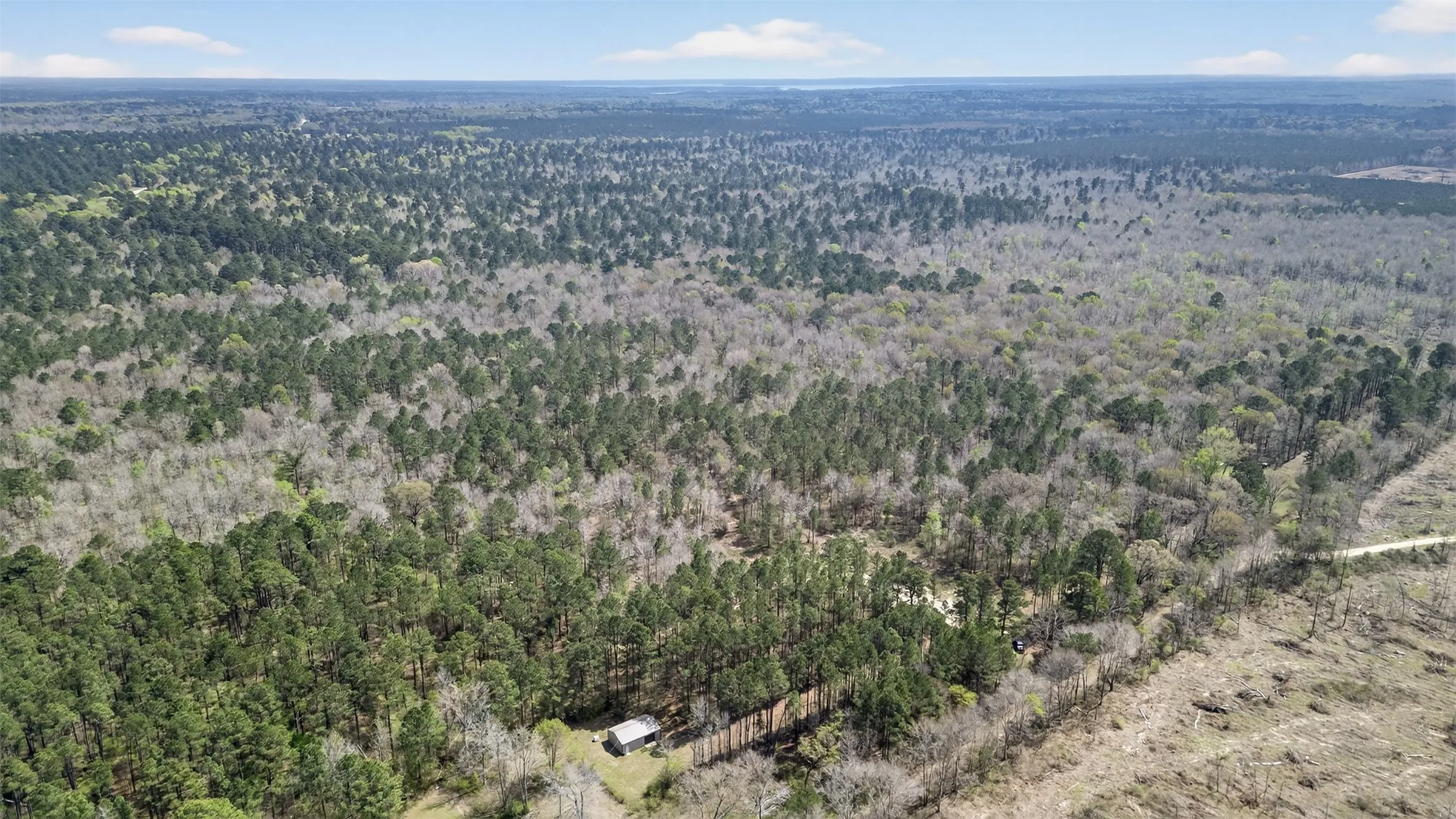 Bird's eye view of a forest