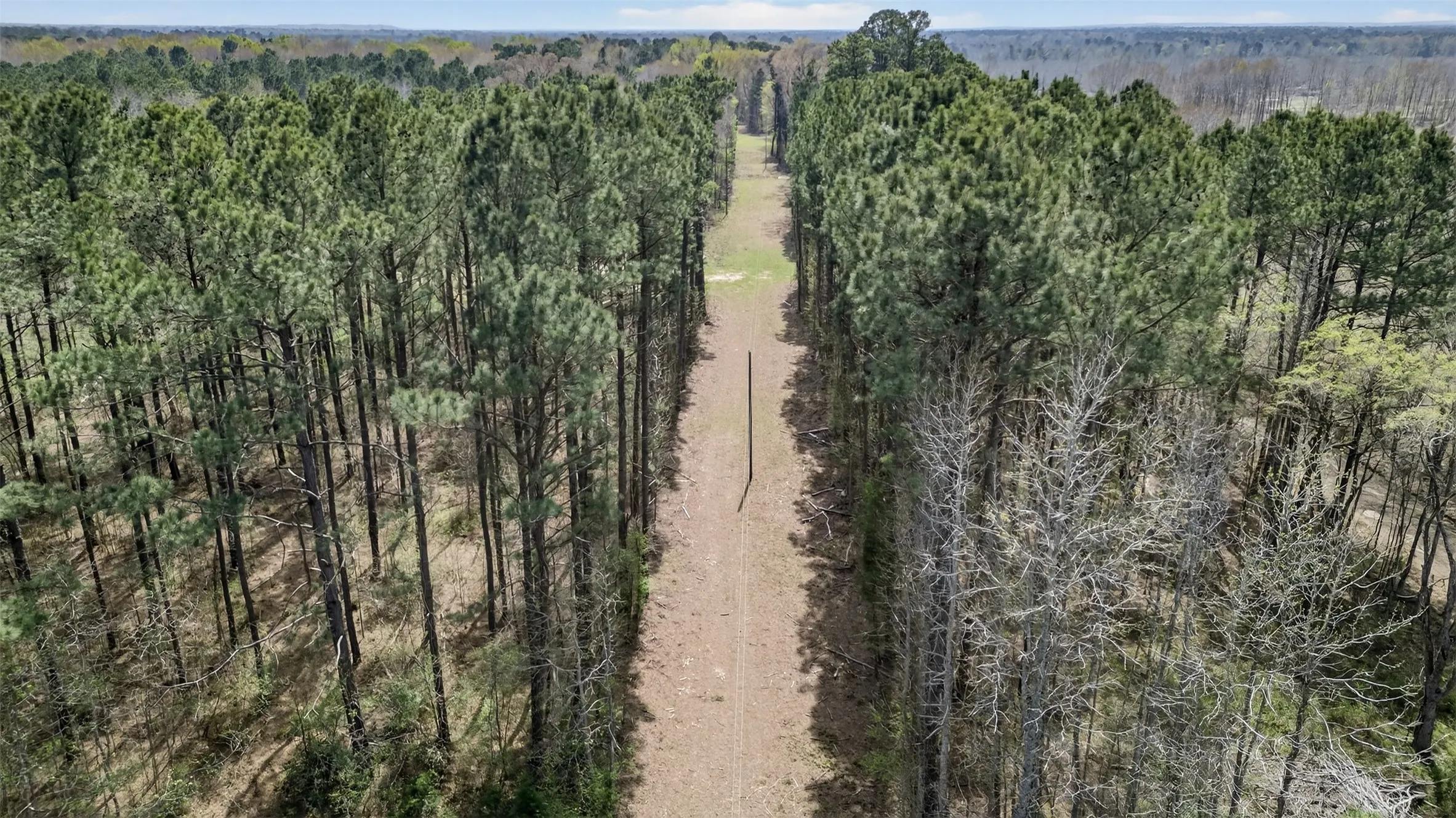 Bird's eye view of a forest