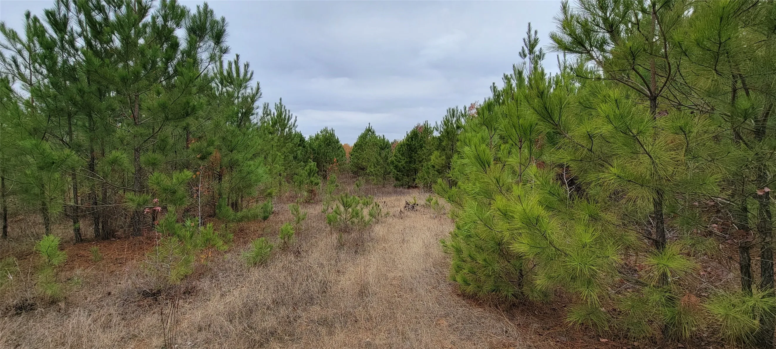 Unimproved Land For Sale in Harrison County , 0 Jewell Gooch Road, Marshall, Texas 75670, 0, 0, Garage spaces, 0 Sqft, built in 0, mls#21218033, Real Estate Agent in Marshall, Homes For Sale in Harrison county, Homes For Sale in Marshall, Realtor in Marshall Texas, Real Estate Brokerage Independent Realty Texas, Luminita Cordes Realtor