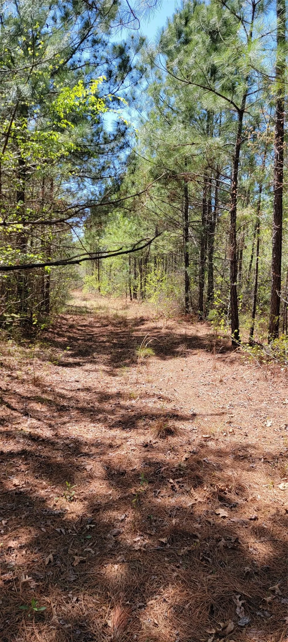Unimproved Land For Sale in Harrison County , 0 Jewell Gooch Road, Marshall, Texas 75670, 0, 0, Garage spaces, 0 Sqft, built in 0, mls#21218033, Real Estate Agent in Marshall, Homes For Sale in Harrison county, Homes For Sale in Marshall, Realtor in Marshall Texas, Real Estate Brokerage Independent Realty Texas, Luminita Cordes Realtor