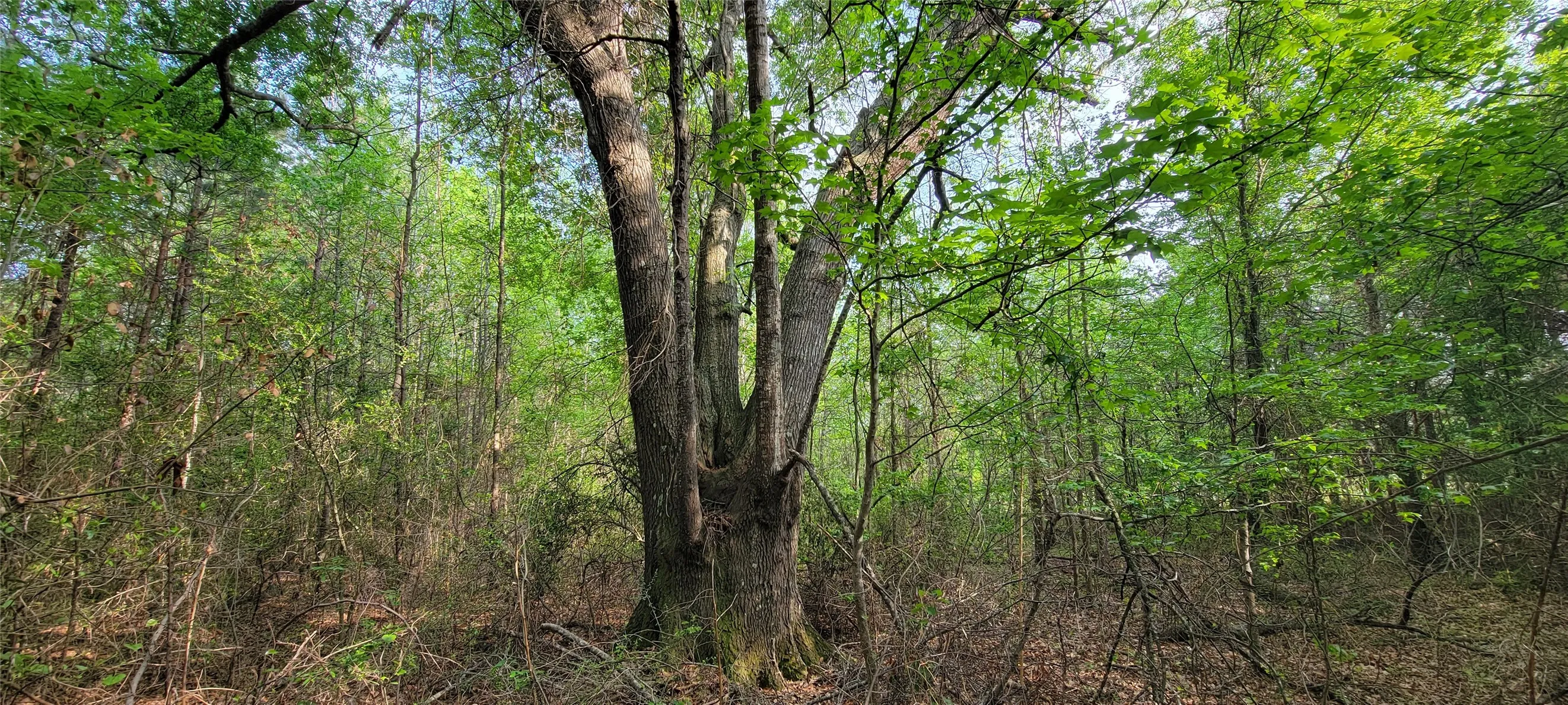 Unimproved Land For Sale in Harrison County , 0 Jewell Gooch Road, Marshall, Texas 75670, 0, 0, Garage spaces, 0 Sqft, built in 0, mls#21218033, Real Estate Agent in Marshall, Homes For Sale in Harrison county, Homes For Sale in Marshall, Realtor in Marshall Texas, Real Estate Brokerage Independent Realty Texas, Luminita Cordes Realtor