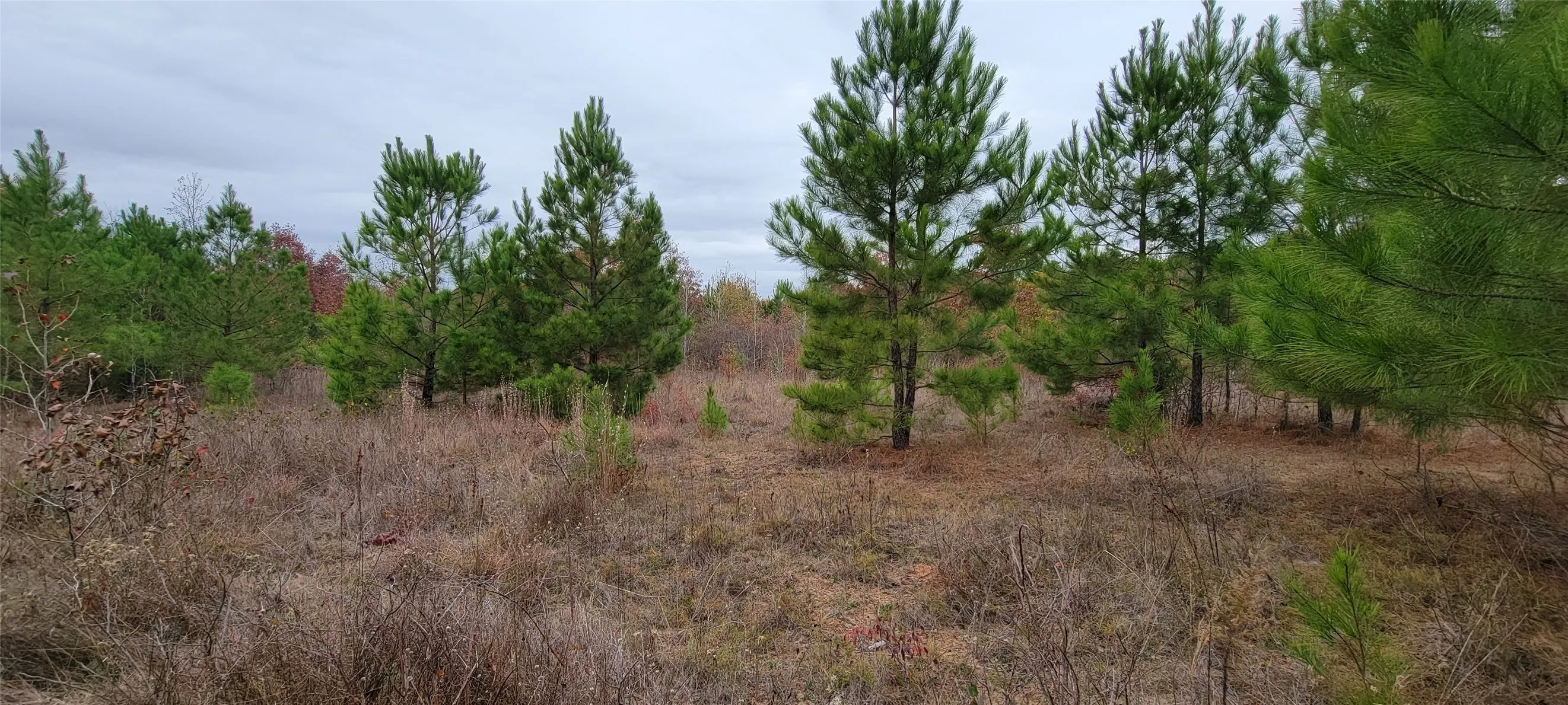 Unimproved Land For Sale in Harrison County , 0 Jewell Gooch Road, Marshall, Texas 75670, 0, 0, Garage spaces, 0 Sqft, built in 0, mls#21218033, Real Estate Agent in Marshall, Homes For Sale in Harrison county, Homes For Sale in Marshall, Realtor in Marshall Texas, Real Estate Brokerage Independent Realty Texas, Luminita Cordes Realtor