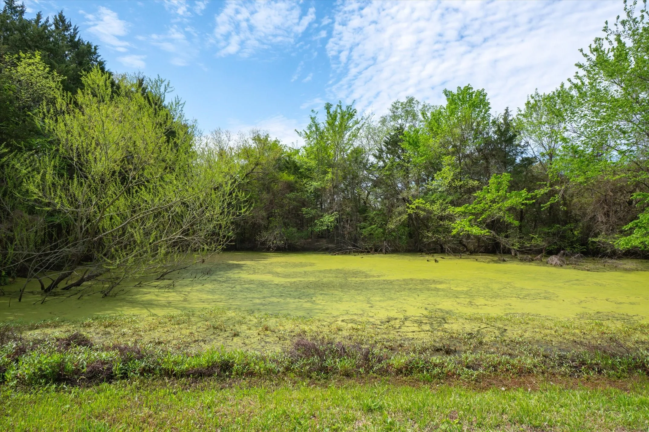 Pond