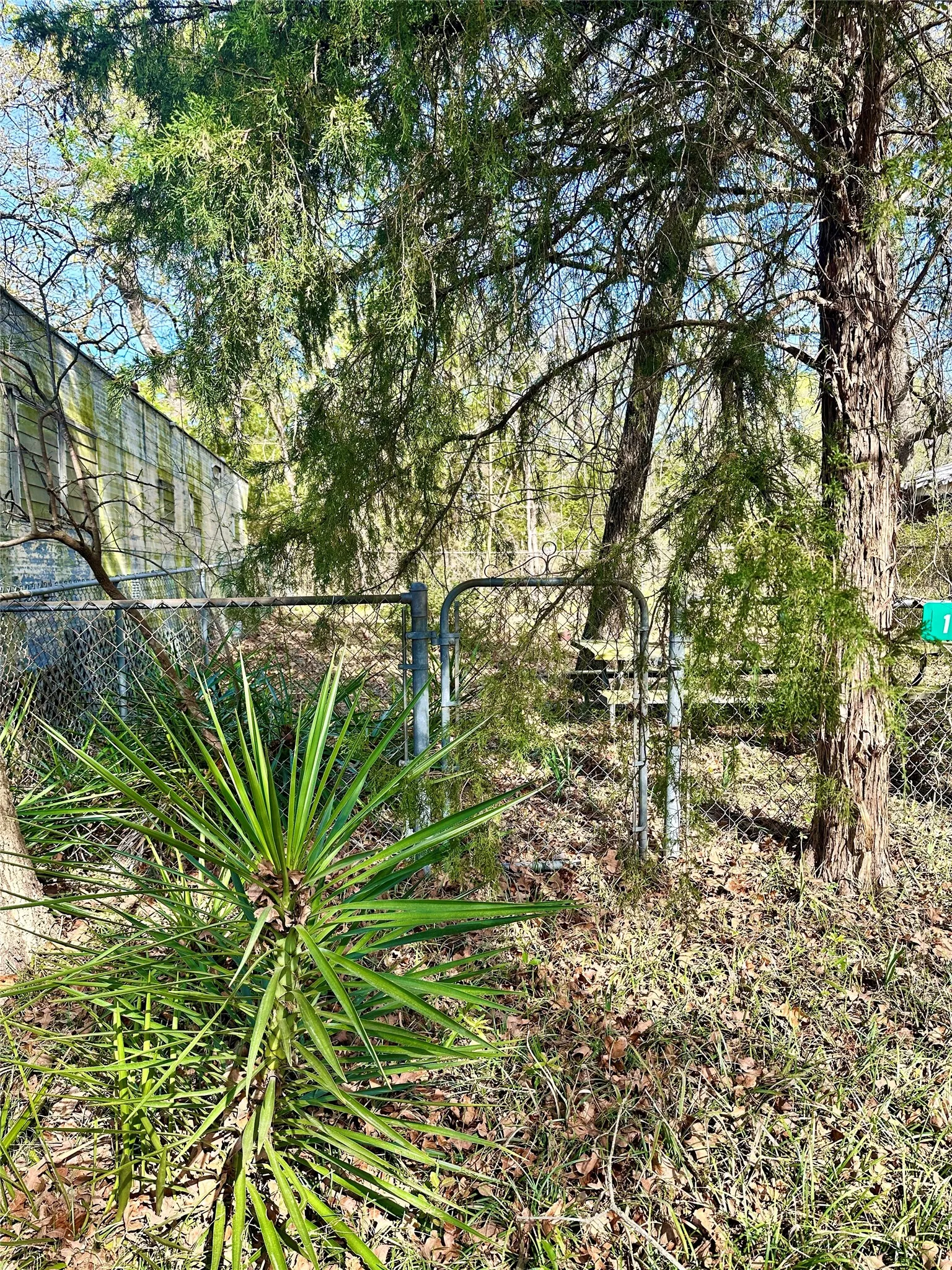 Vegetation on land