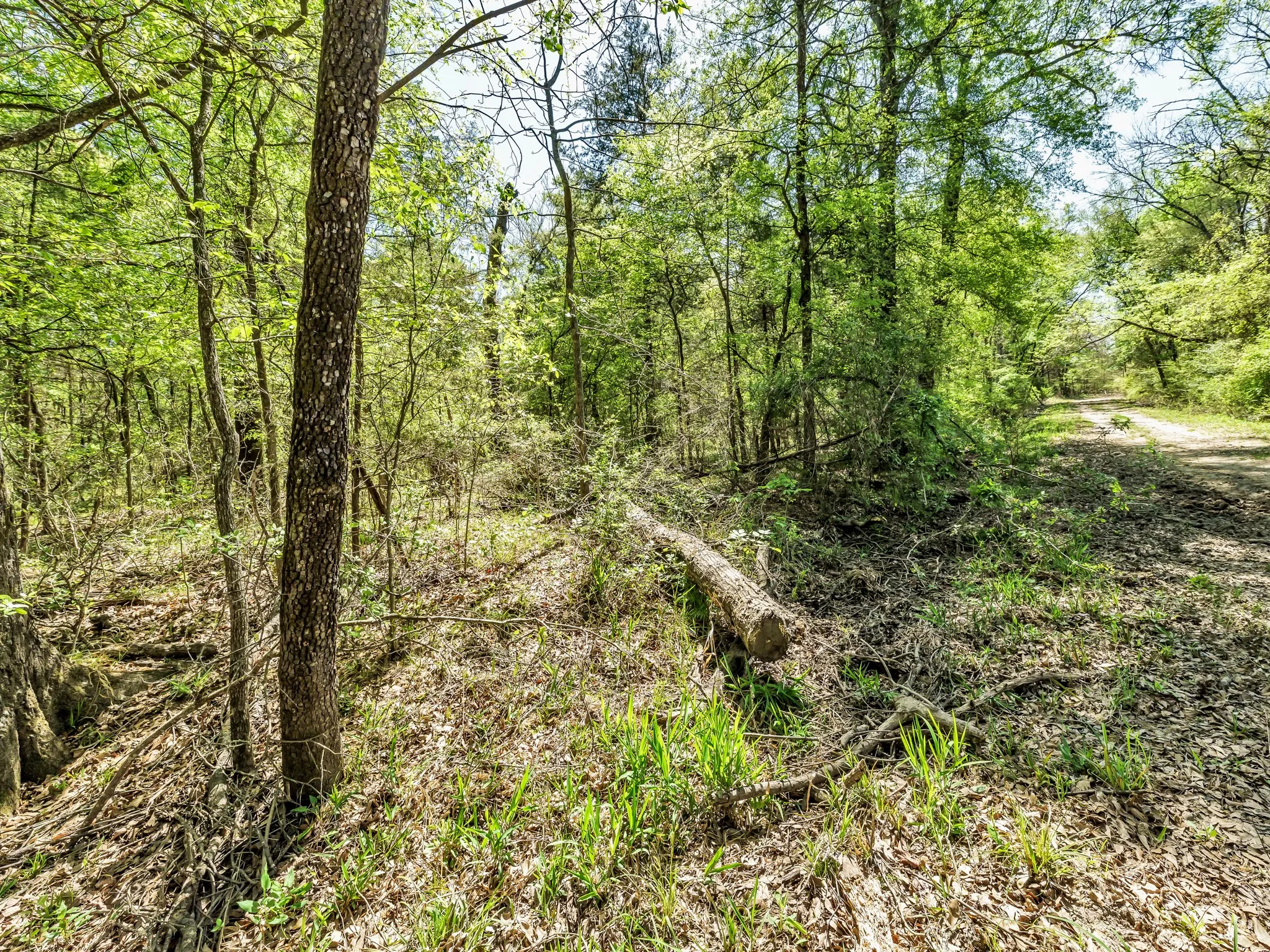 Unimproved Land For Sale in Hunt County , 0 County Road 3306, Greenville, Texas 75401, 0, 0, Garage spaces, 0 Sqft, built in 0, mls#21222530, Real Estate Agent in Greenville, Homes For Sale in Hunt county, Homes For Sale in Greenville, Realtor in Greenville Texas, Real Estate Brokerage Independent Realty Texas, Luminita Cordes Realtor