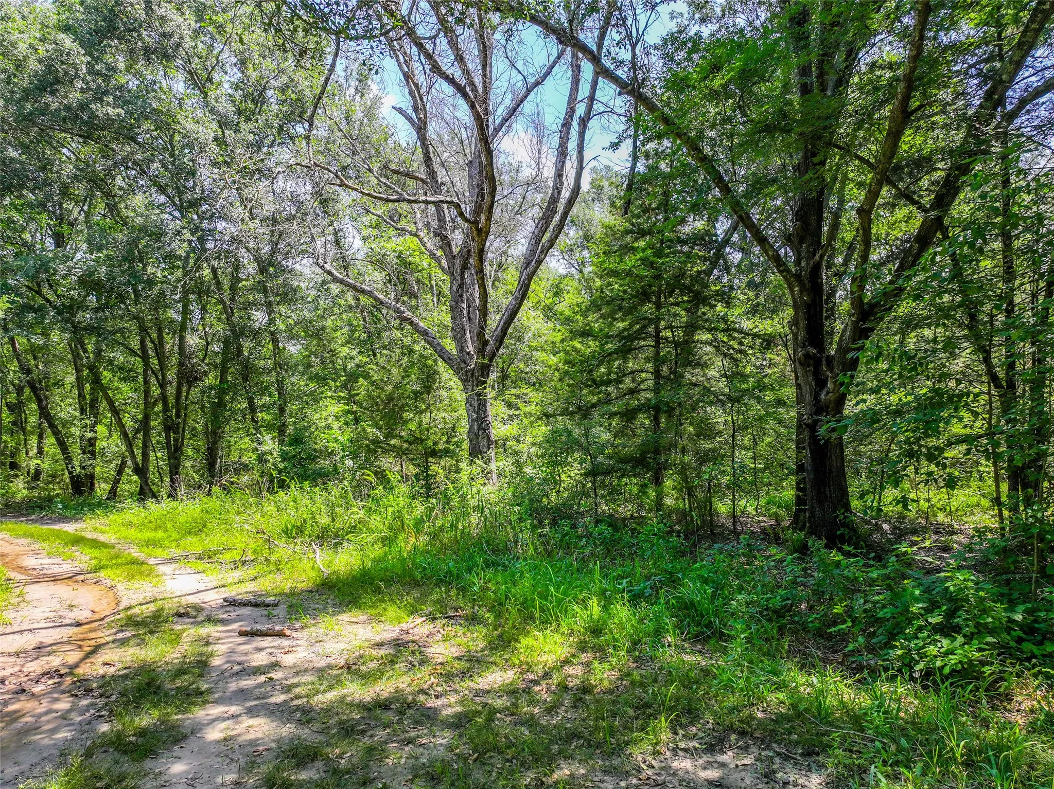 Unimproved Land For Sale in Hunt County , 0 County Road 3306, Greenville, Texas 75401, 0, 0, Garage spaces, 0 Sqft, built in 0, mls#21222530, Real Estate Agent in Greenville, Homes For Sale in Hunt county, Homes For Sale in Greenville, Realtor in Greenville Texas, Real Estate Brokerage Independent Realty Texas, Luminita Cordes Realtor