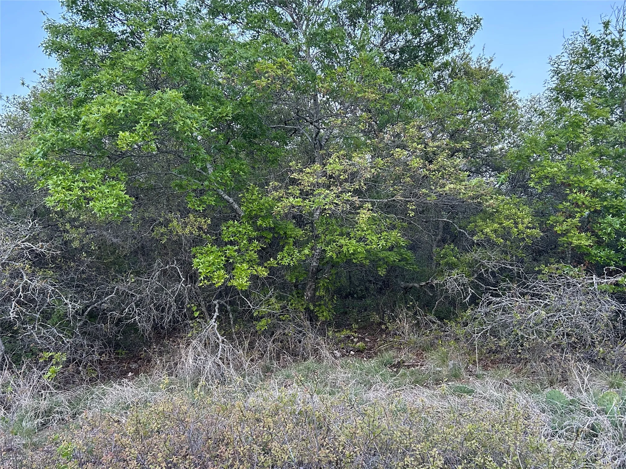 Ranch For Sale in Mills County , 198 County Road 259, Goldthwaite, Texas 76844, 0, 0, Garage spaces, 0 Sqft, built in 0, mls#21222224, Real Estate Agent in Goldthwaite, Homes For Sale in Mills county, Homes For Sale in Goldthwaite, Realtor in Goldthwaite Texas, Real Estate Brokerage Independent Realty Texas, Luminita Cordes Realtor