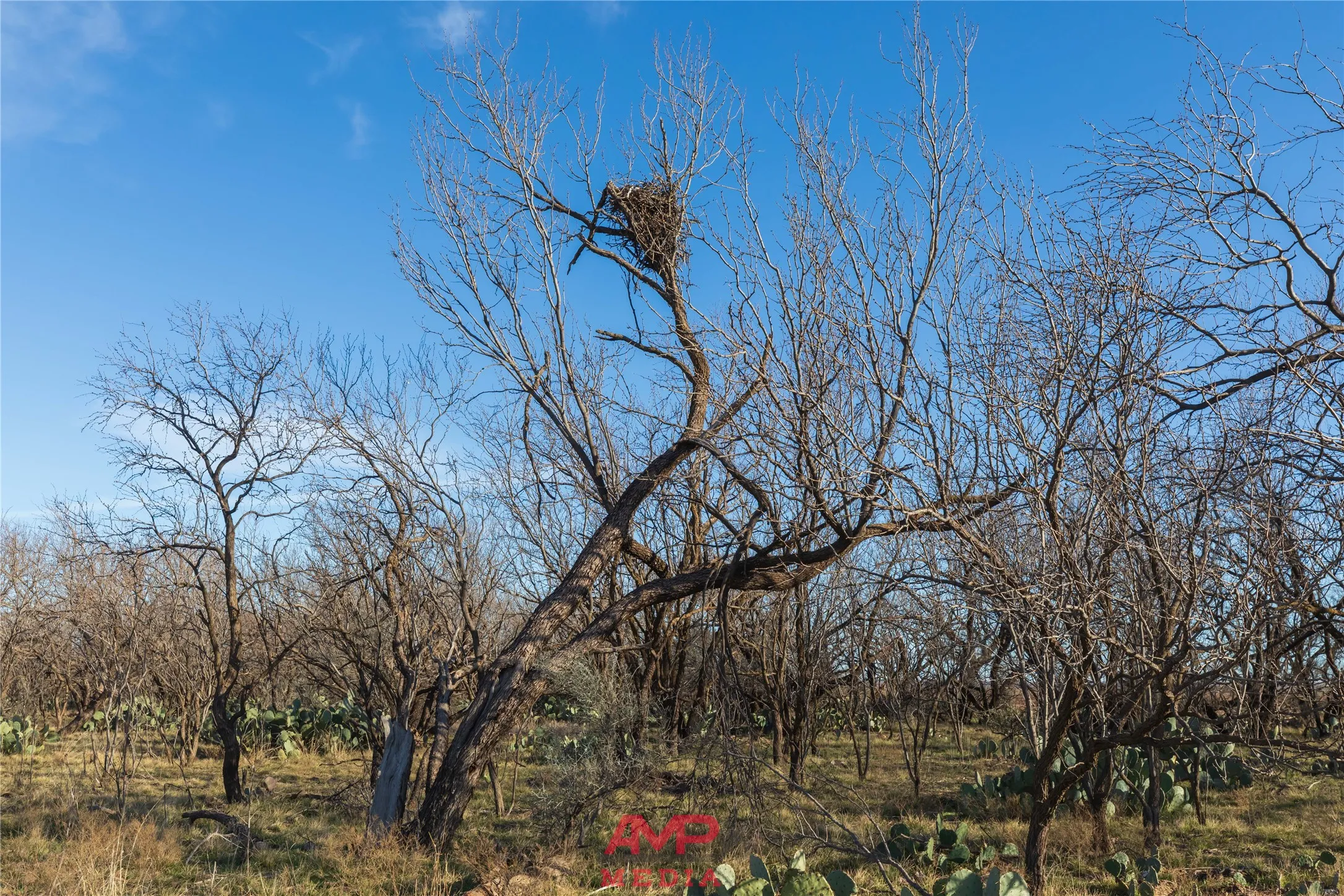 Ranch For Sale in Jones County , T B D County Road 260, Avoca, Texas 79503, 0, 0, Garage spaces, 0 Sqft, built in 0, Price $558,900, mls#21222690, Real Estate Agent in Avoca, Homes For Sale in Jones county, Homes For Sale in Avoca, Realtor in Avoca Texas, Real Estate Brokerage Independent Realty Texas, Luminita Cordes Realtor