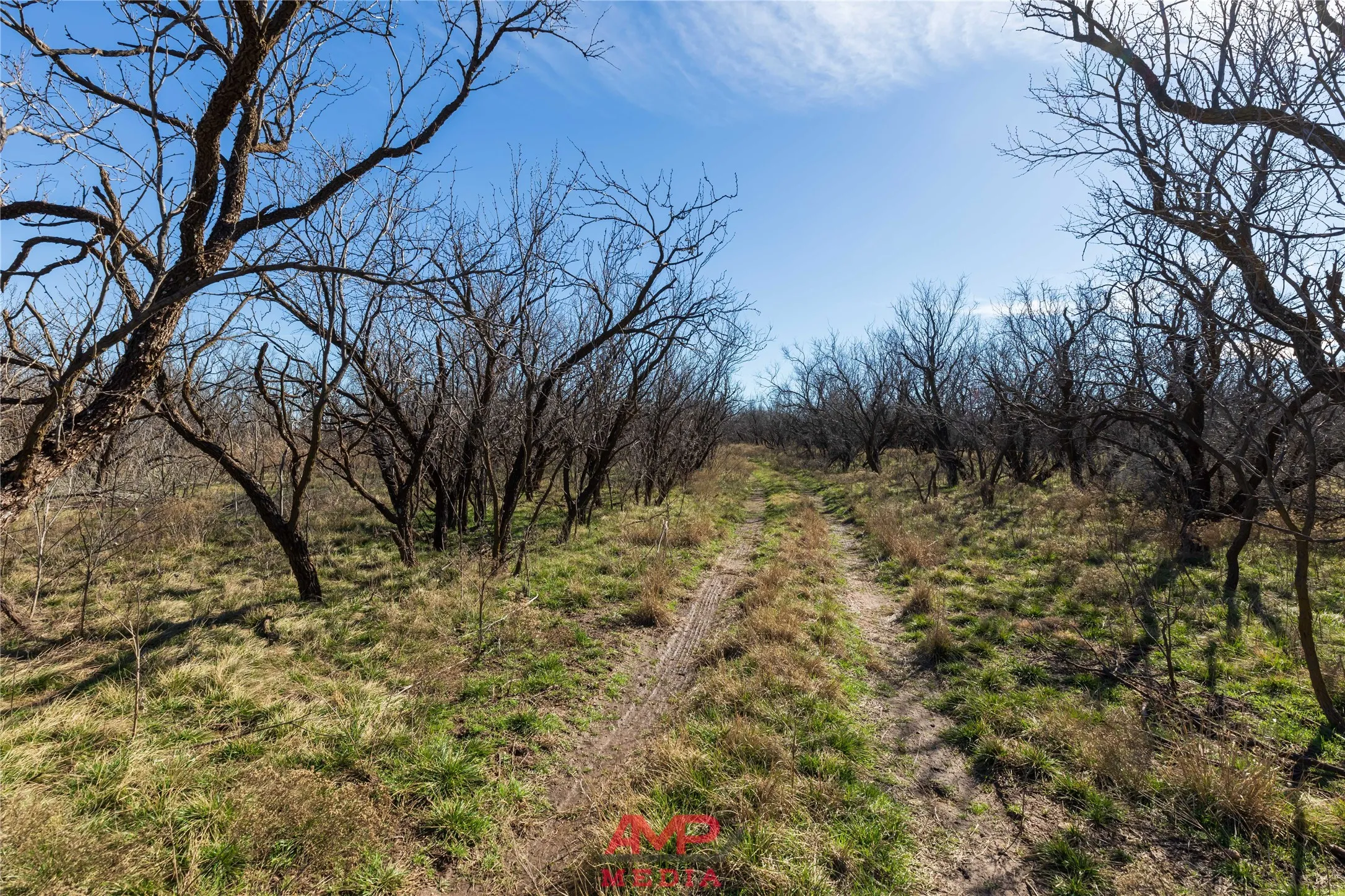Ranch For Sale in Jones County , T B D County Road 260, Avoca, Texas 79503, 0, 0, Garage spaces, 0 Sqft, built in 0, Price $558,900, mls#21222690, Real Estate Agent in Avoca, Homes For Sale in Jones county, Homes For Sale in Avoca, Realtor in Avoca Texas, Real Estate Brokerage Independent Realty Texas, Luminita Cordes Realtor