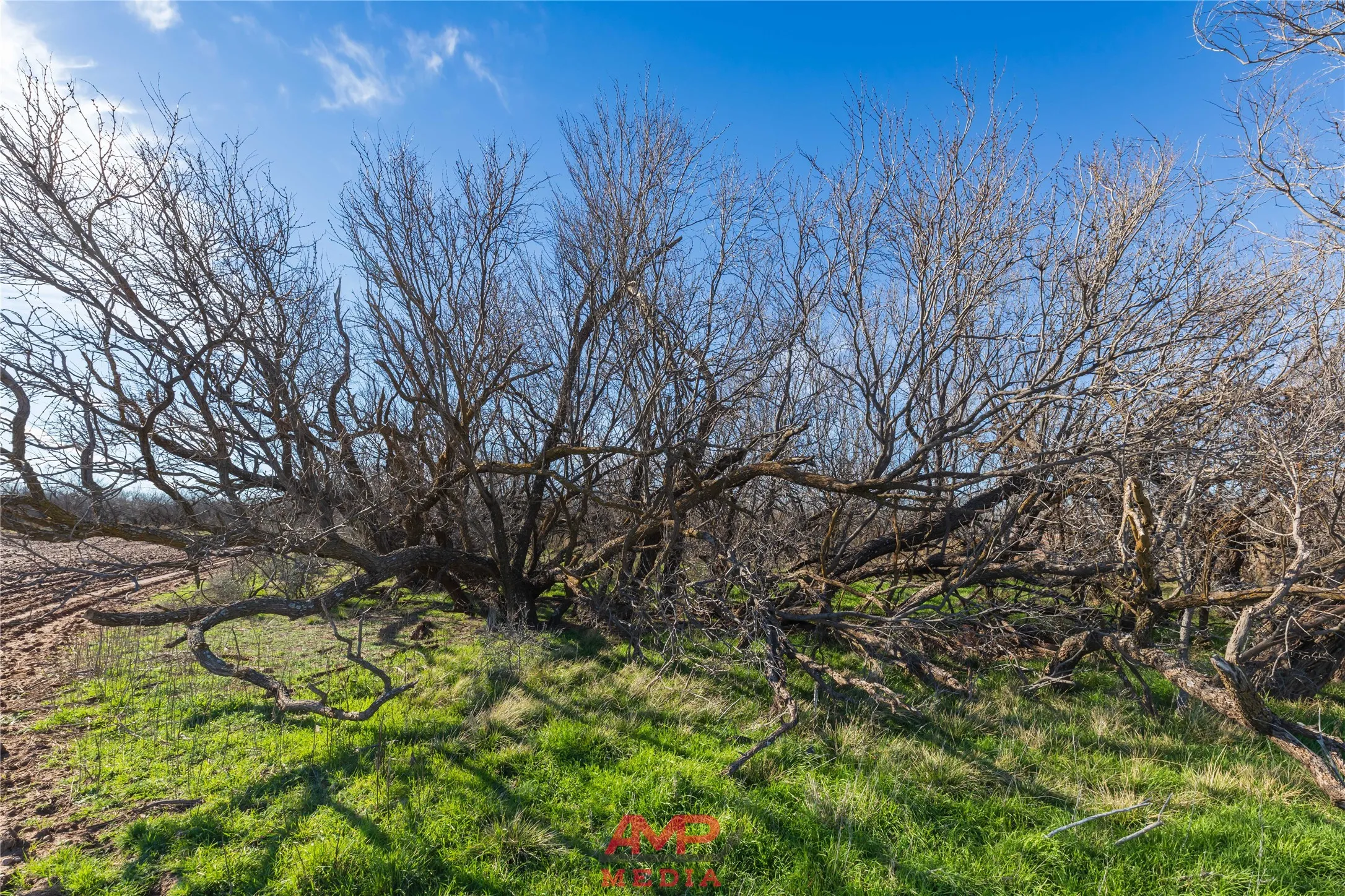Ranch For Sale in Jones County , T B D County Road 260, Avoca, Texas 79503, 0, 0, Garage spaces, 0 Sqft, built in 0, Price $558,900, mls#21222690, Real Estate Agent in Avoca, Homes For Sale in Jones county, Homes For Sale in Avoca, Realtor in Avoca Texas, Real Estate Brokerage Independent Realty Texas, Luminita Cordes Realtor