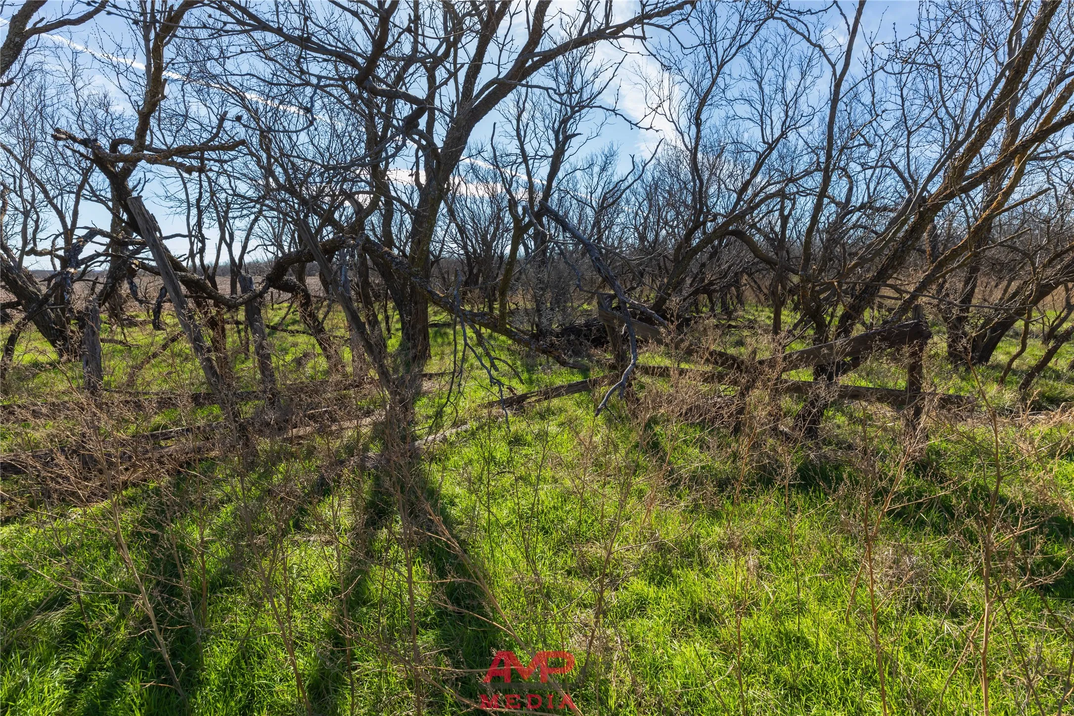 Ranch For Sale in Jones County , T B D County Road 260, Avoca, Texas 79503, 0, 0, Garage spaces, 0 Sqft, built in 0, Price $558,900, mls#21222690, Real Estate Agent in Avoca, Homes For Sale in Jones county, Homes For Sale in Avoca, Realtor in Avoca Texas, Real Estate Brokerage Independent Realty Texas, Luminita Cordes Realtor