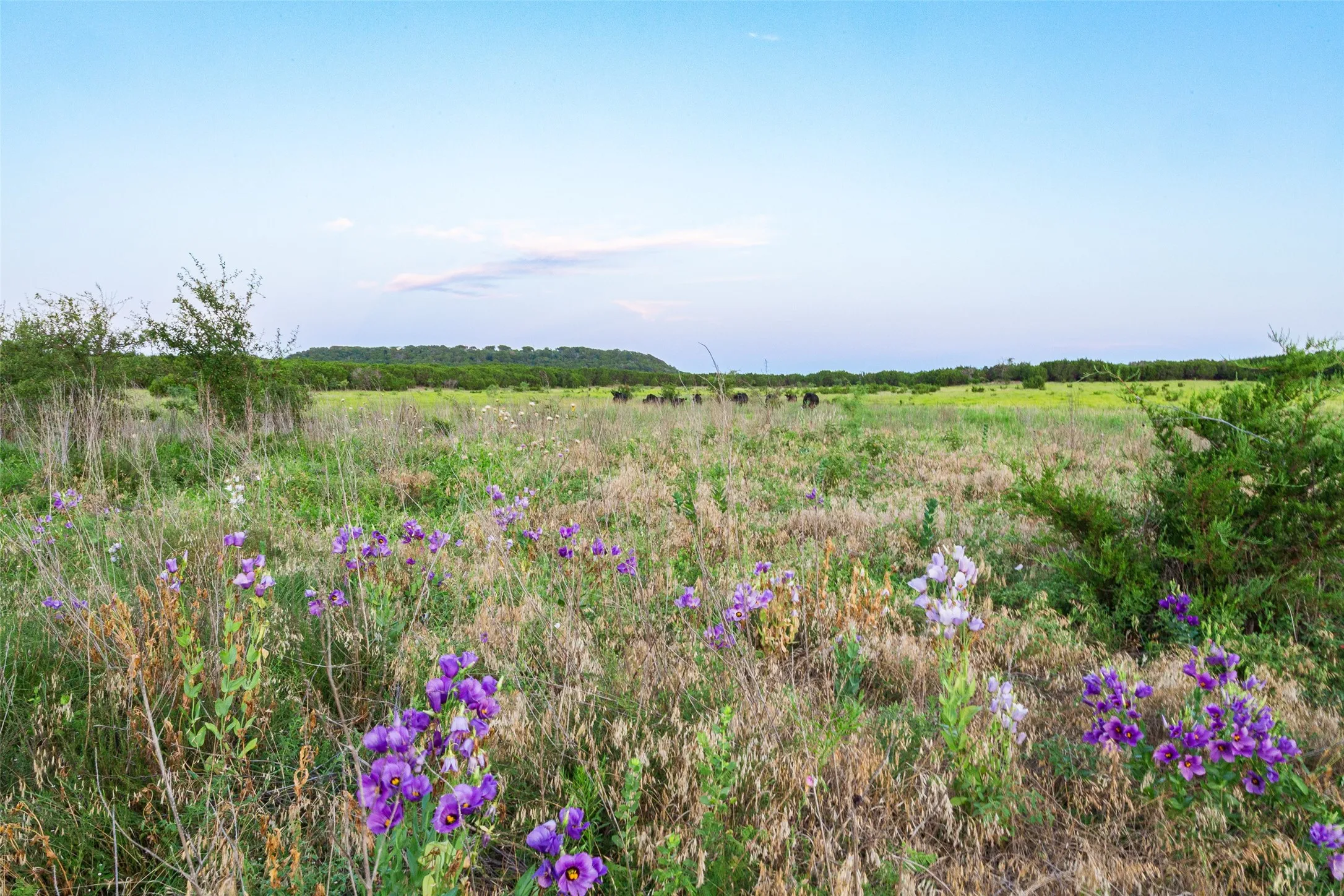 Ranch For Sale in Hamilton County , 11439 Fm 1602 A, Jonesboro, Texas 76538, 0, 0, Garage spaces, 0 Sqft, built in 0, mls#21222809, Real Estate Agent in Jonesboro, Homes For Sale in Hamilton county, Homes For Sale in Jonesboro, Realtor in Jonesboro Texas, Real Estate Brokerage Independent Realty Texas, Luminita Cordes Realtor