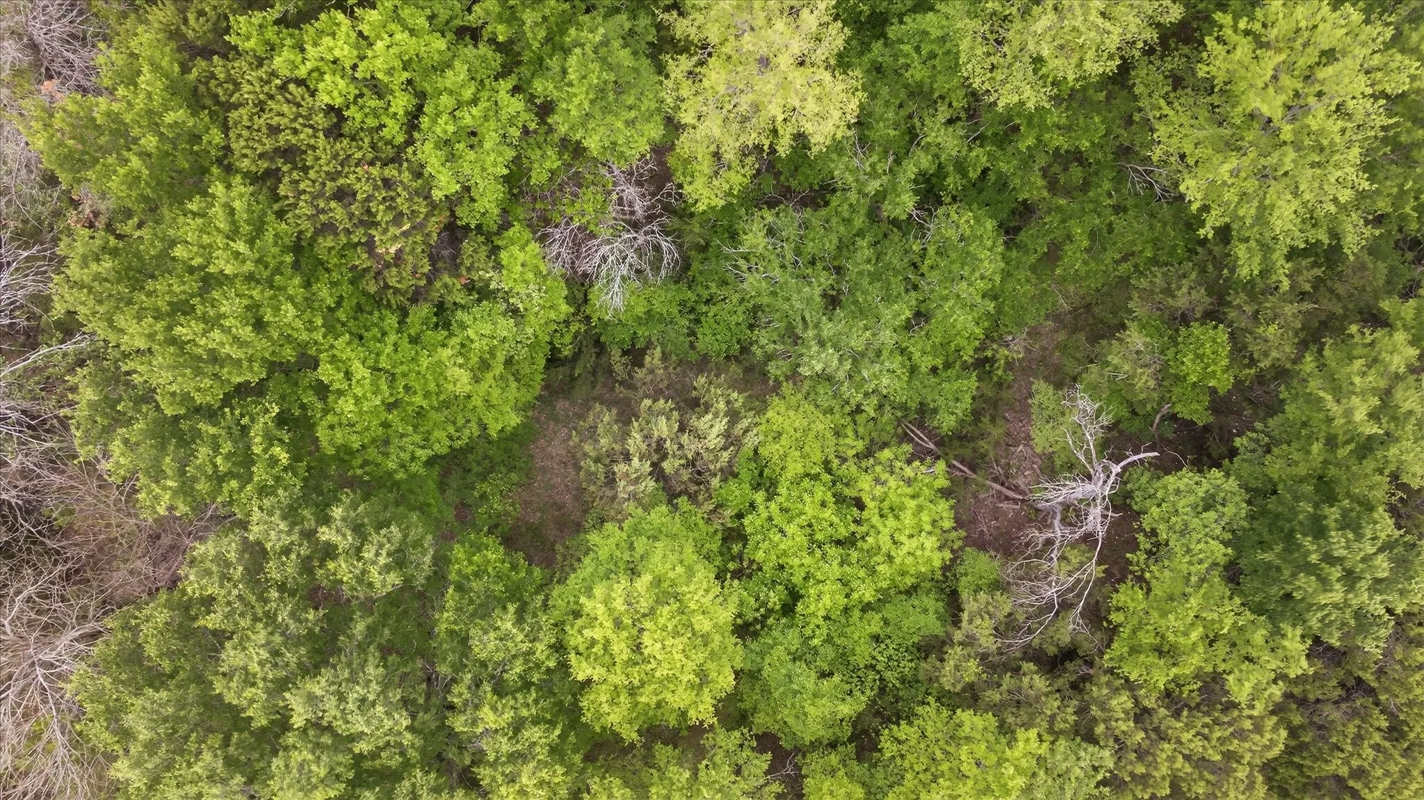 Unimproved Land For Sale in Hood County , 207 Morning Dove Court, Cresson, Texas 76035, 0, 0, Garage spaces, 0 Sqft, built in 0, mls#21222176, Real Estate Agent in Cresson, Homes For Sale in Hood county, Homes For Sale in Cresson, Realtor in Cresson Texas, Real Estate Brokerage Independent Realty Texas, Luminita Cordes Realtor