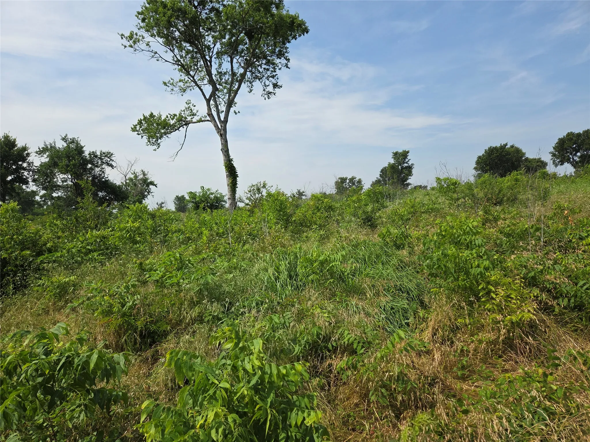 Unimproved Land For Sale in Navarro County , Lot 80 & BL # 16 Shore Side Drive, Corsicana, Texas 75109, 0, 0, Garage spaces, 0 Sqft, built in 0, Price $139,000, mls#21223283, Real Estate Agent in Corsicana, Homes For Sale in Navarro county, Homes For Sale in Corsicana, Realtor in Corsicana Texas, Real Estate Brokerage Independent Realty Texas, Luminita Cordes Realtor