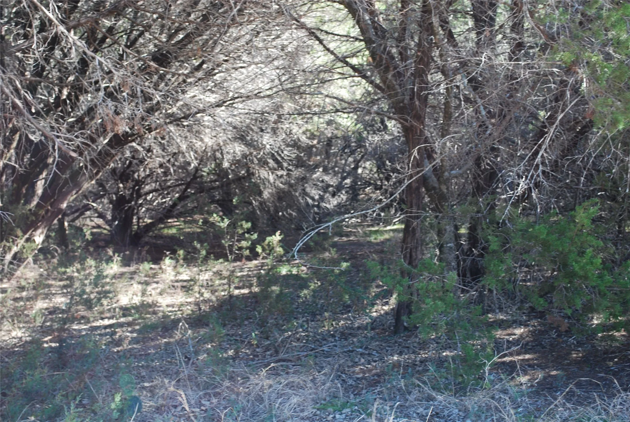 Unimproved Land For Sale in Hill County , 8182 Cedar Crest Drive, Whitney, Texas 76692, 0, 0, Garage spaces, 0 Sqft, built in 0, Price $9,000, mls#21221777, Real Estate Agent in Whitney, Homes For Sale in Hill county, Homes For Sale in Whitney, Realtor in Whitney Texas, Real Estate Brokerage Independent Realty Texas, Luminita Cordes Realtor
