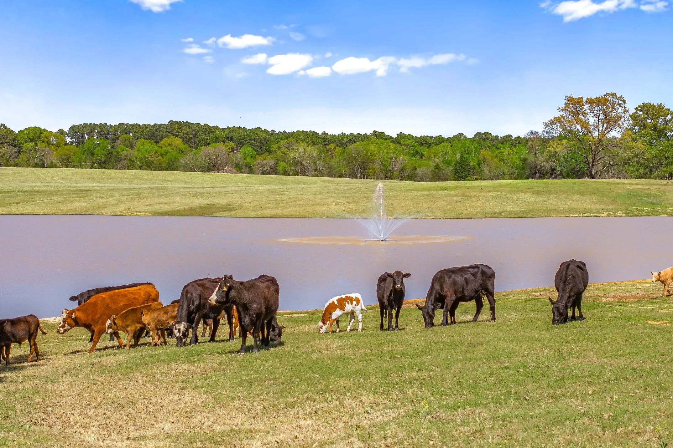 Single Family Residence For Sale in Smith County , 13006 FM 757, Winona, Texas 75792, 3 Bedrooms, 4 Bathrooms, 12 Garage spaces, 5,174 Sqft, built in 2012, Preowned, Price $2,850,000, mls#21216426, Real Estate Agent in Winona, Homes For Sale in Smith county, Homes For Sale in Winona, Realtor in Winona Texas, Real Estate Brokerage Independent Realty Texas, Luminita Cordes Realtor