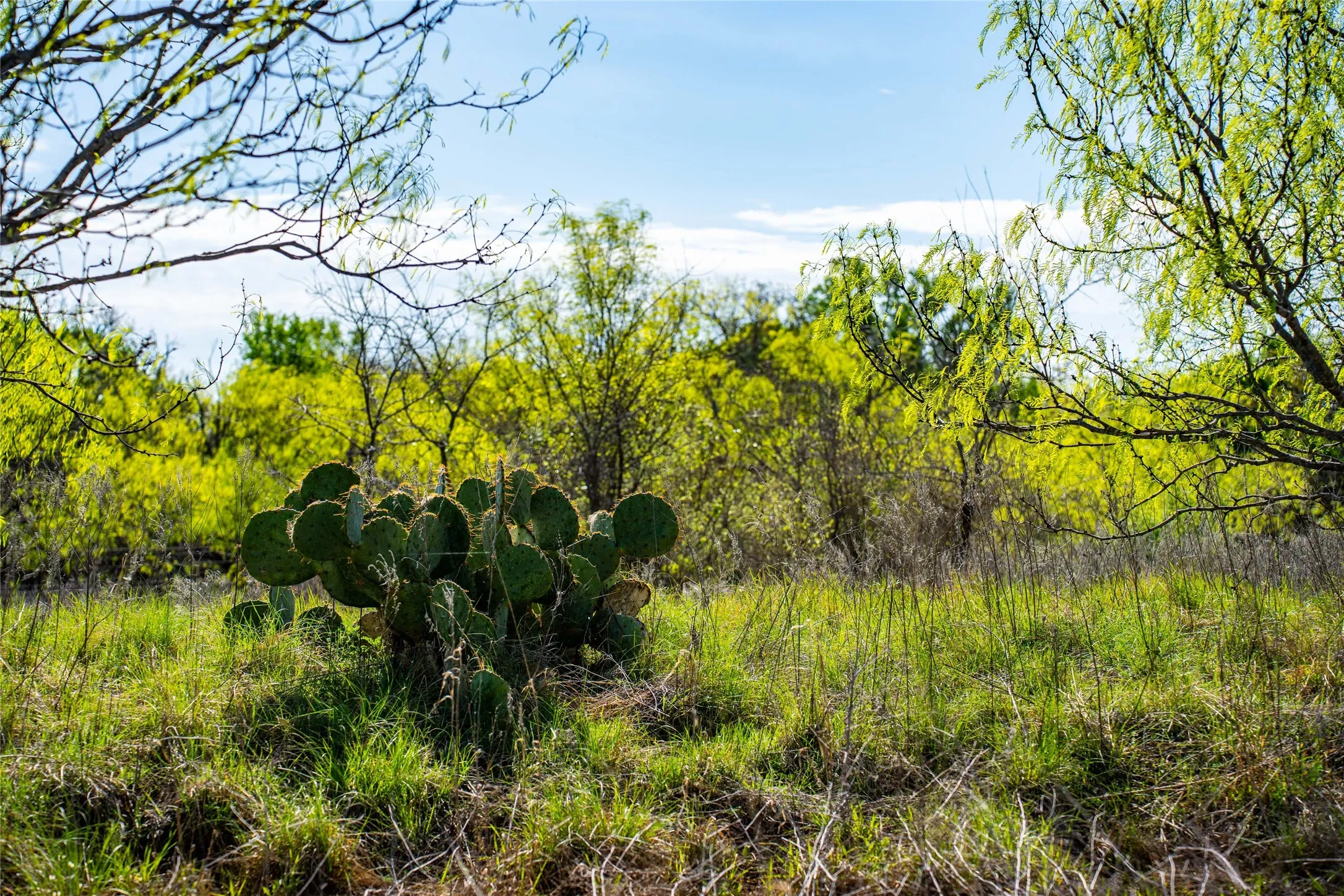 Improved Land For Sale in Eastland County , 231 Georgia Pass, Desdemona, Texas 76445, 0, 0, Garage spaces, 0 Sqft, built in 2024, mls#21224086, Real Estate Agent in Desdemona, Homes For Sale in Eastland county, Homes For Sale in Desdemona, Realtor in Desdemona Texas, Real Estate Brokerage Independent Realty Texas, Luminita Cordes Realtor