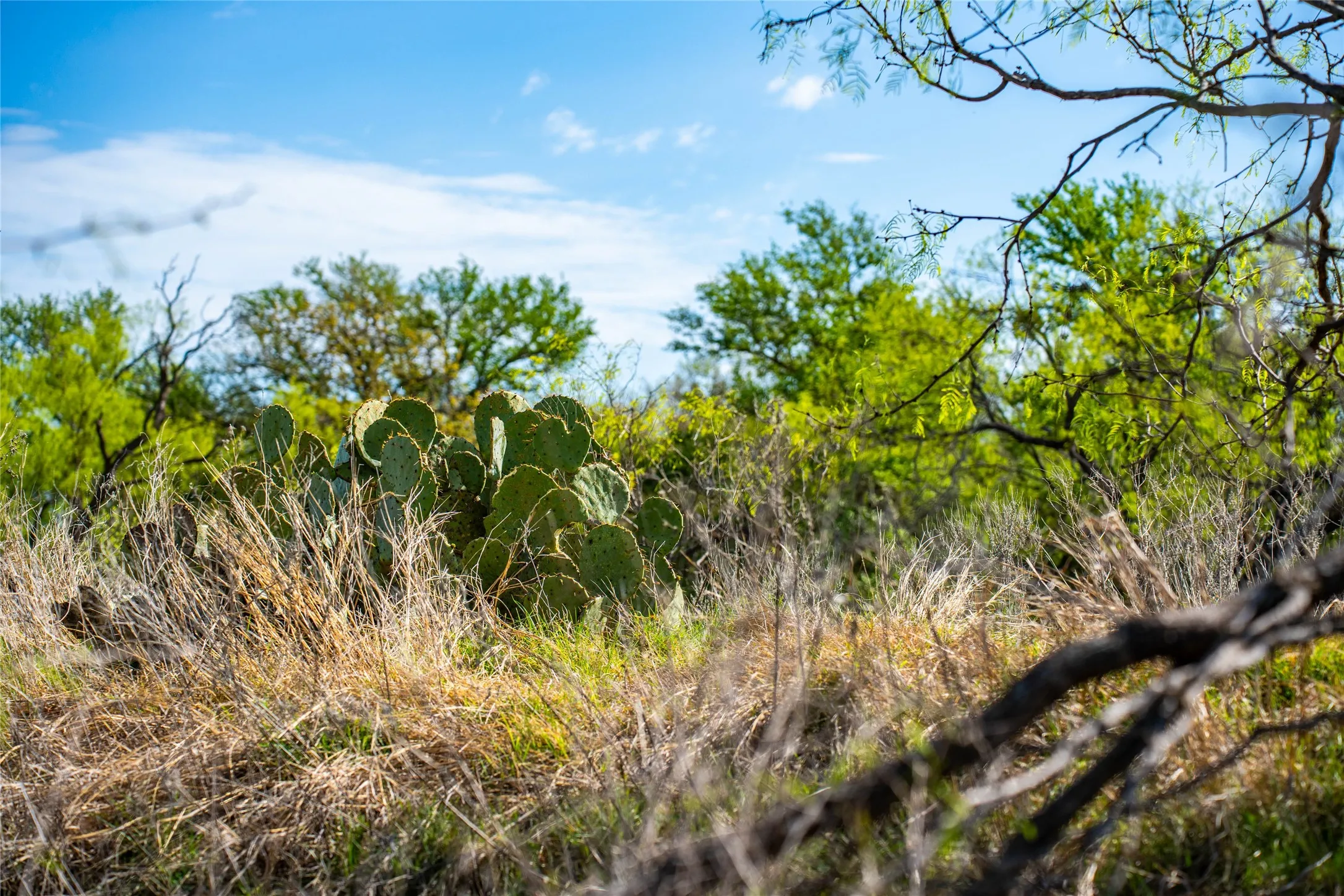 Improved Land For Sale in Eastland County , 231 Georgia Pass, Desdemona, Texas 76445, 0, 0, Garage spaces, 0 Sqft, built in 2024, mls#21224086, Real Estate Agent in Desdemona, Homes For Sale in Eastland county, Homes For Sale in Desdemona, Realtor in Desdemona Texas, Real Estate Brokerage Independent Realty Texas, Luminita Cordes Realtor