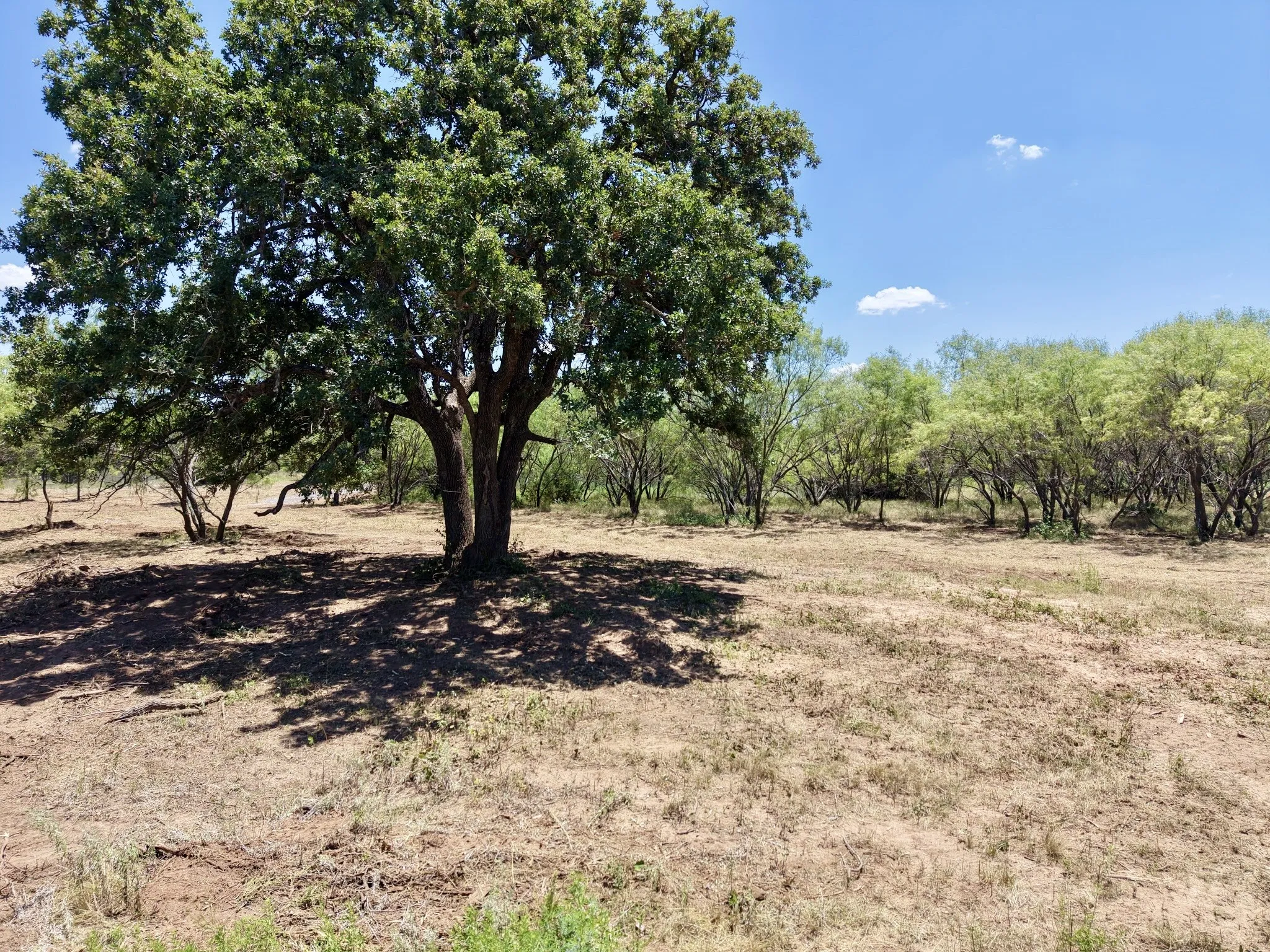 Unimproved Land For Sale in Eastland County , TBD #7 Co Rd 340, Ranger, Texas 76470, 0, 0, Garage spaces, 0 Sqft, built in 0, mls#21224572, Real Estate Agent in Ranger, Homes For Sale in Eastland county, Homes For Sale in Ranger, Realtor in Ranger Texas, Real Estate Brokerage Independent Realty Texas, Luminita Cordes Realtor