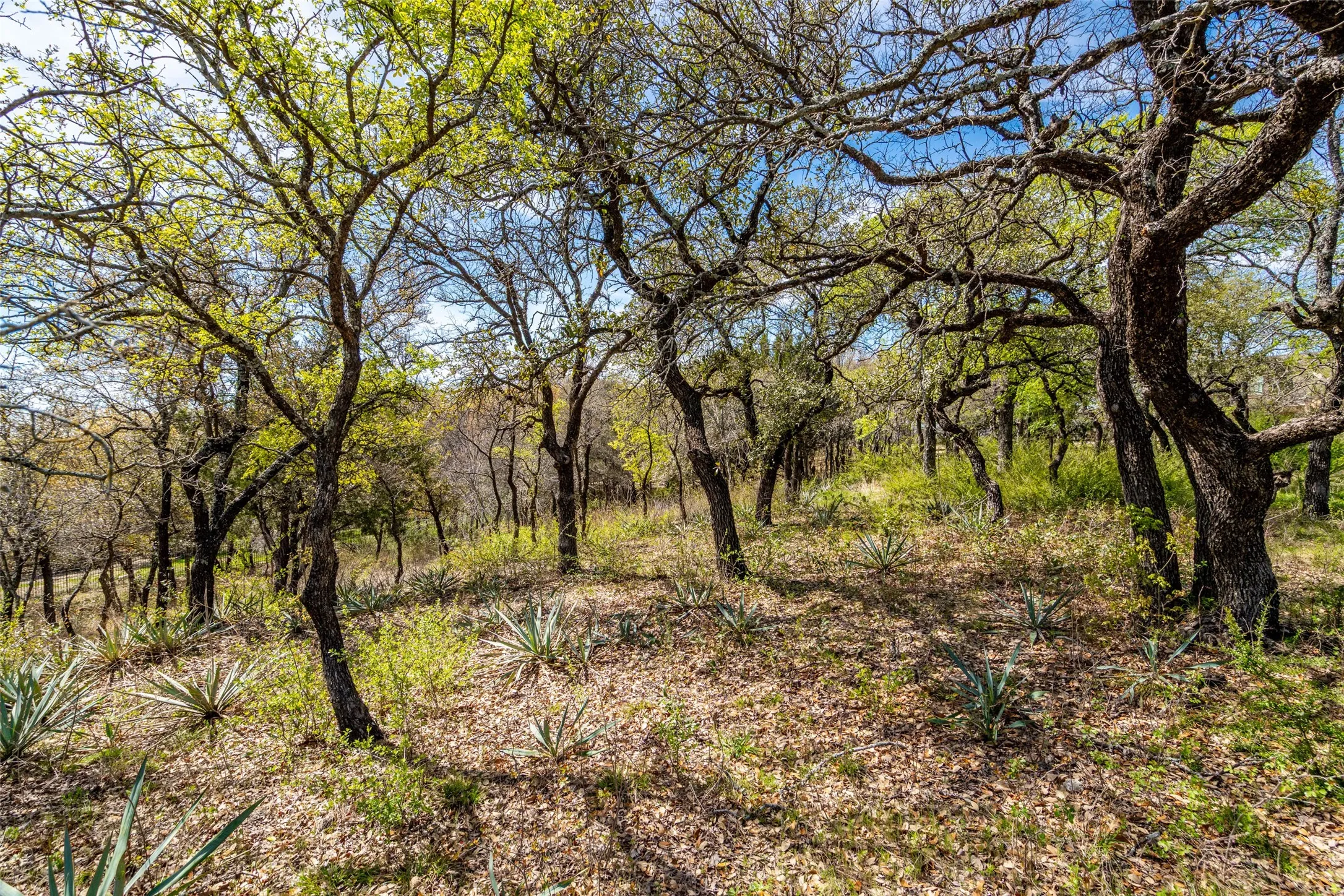View of undeveloped land
