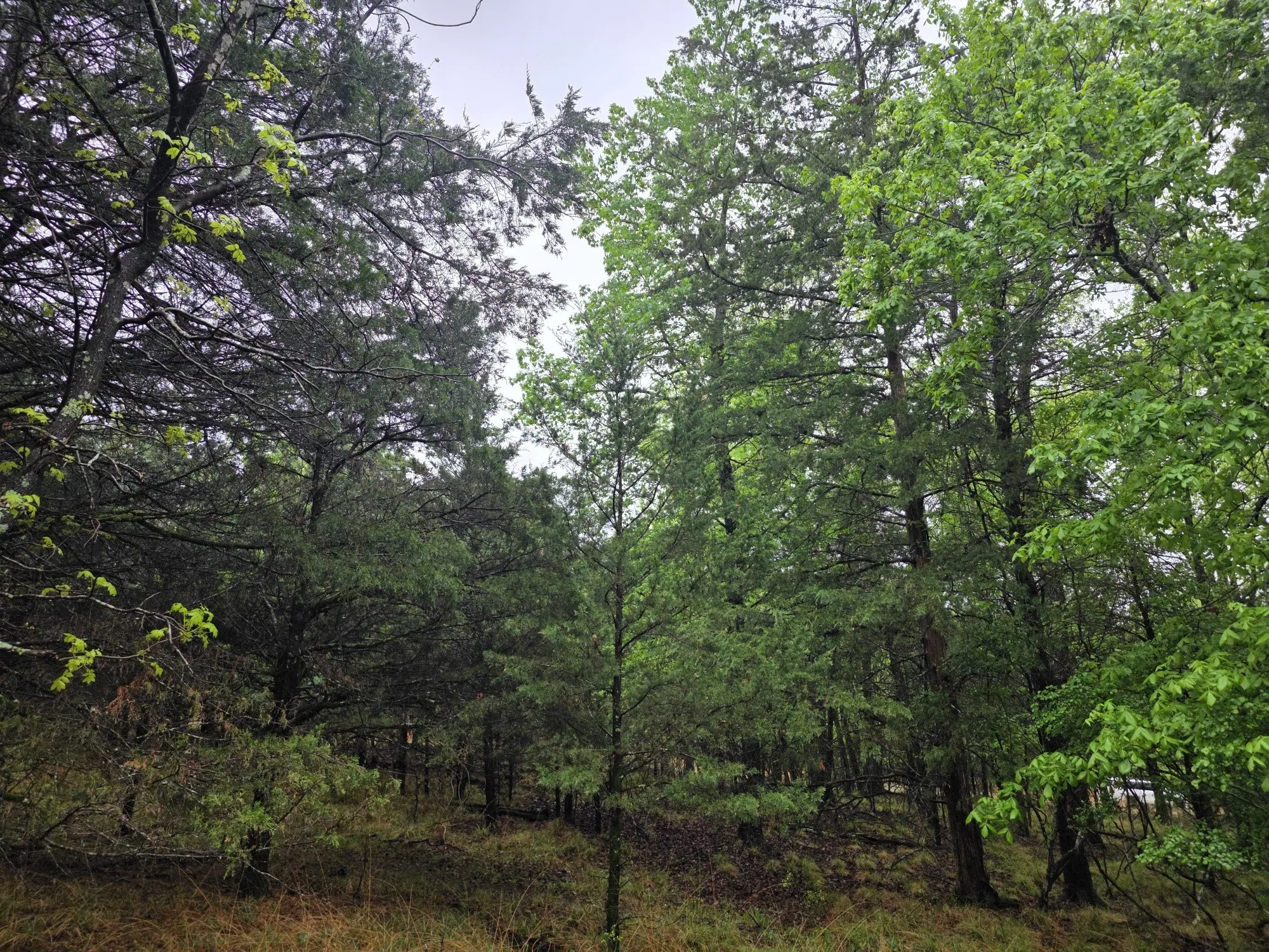 Improved Land For Sale in Henderson County , 7413 Quail Hollow Court, Larue, Texas 75770, 0, 0, Garage spaces, 0 Sqft, built in 0, Price $105,000, mls#21225109, Real Estate Agent in Larue, Homes For Sale in Henderson county, Homes For Sale in Larue, Realtor in Larue Texas, Real Estate Brokerage Independent Realty Texas, Luminita Cordes Realtor