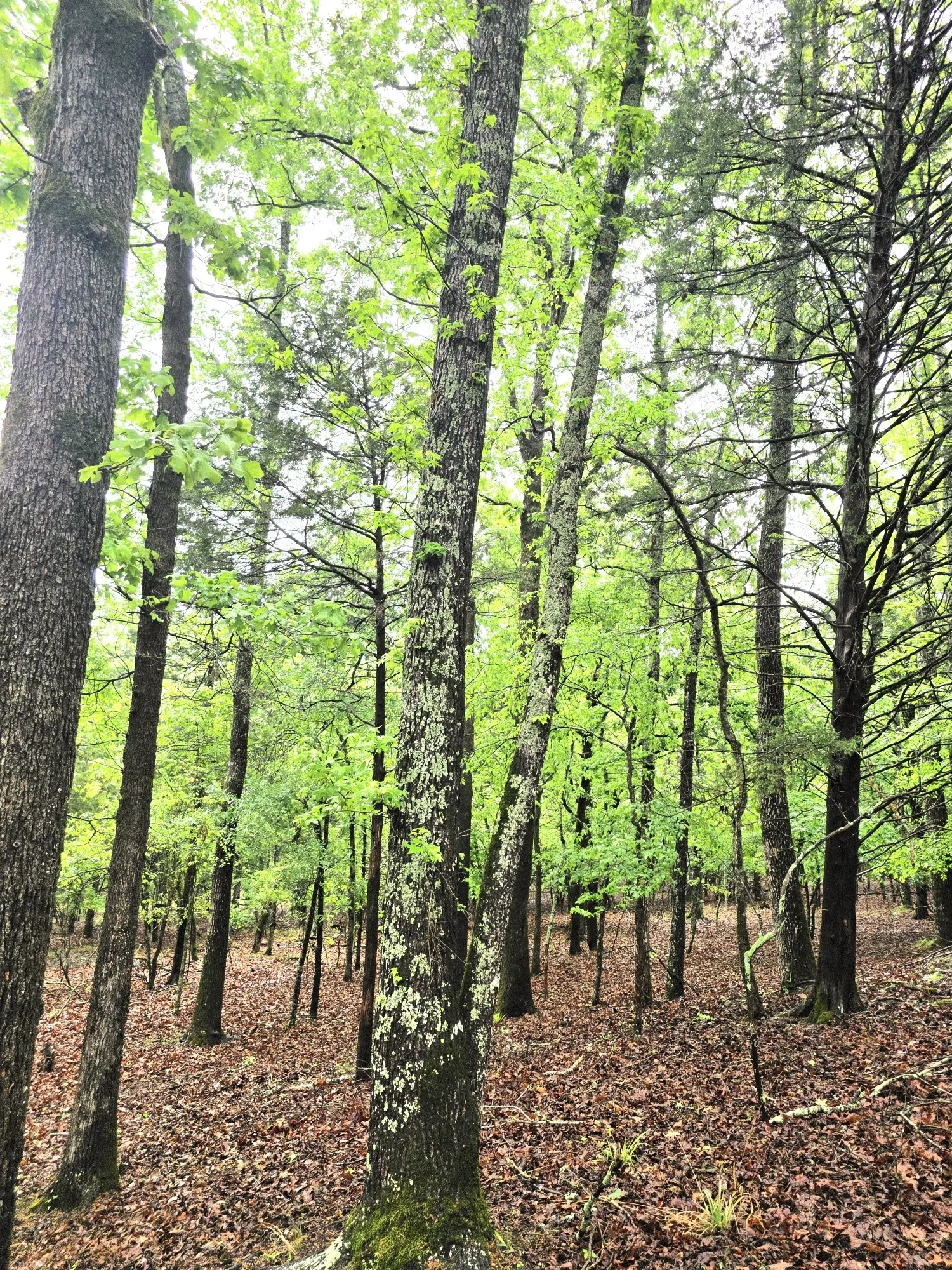 If a home in the woods is your goal, then you have to see this lot!