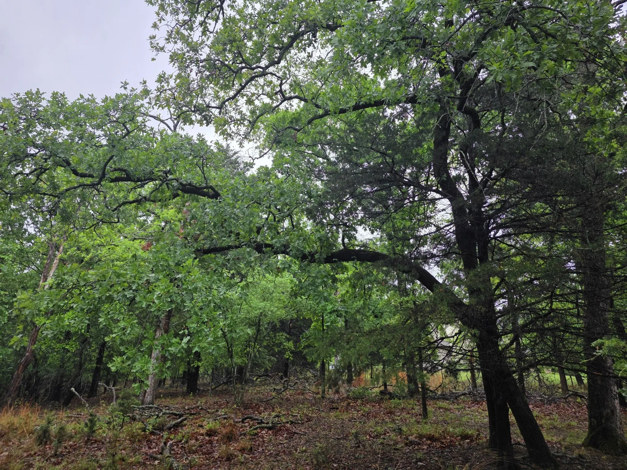 This lot is covered in hardwood trees.  Lot of shade trees.