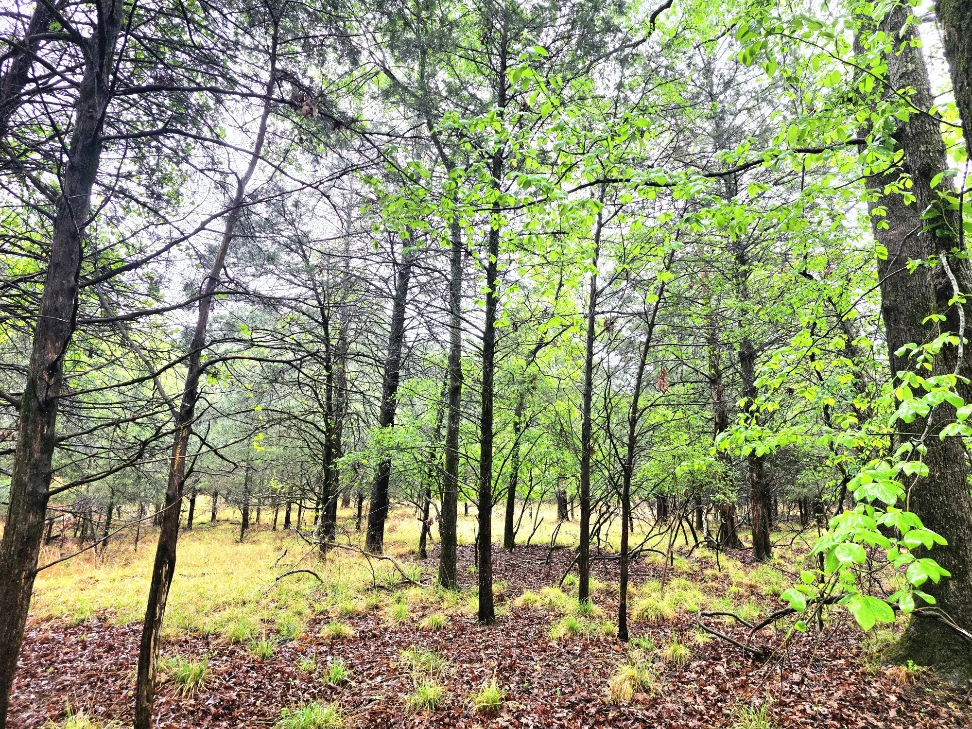 Improved Land For Sale in Henderson County , 7413 Quail Hollow Court, Larue, Texas 75770, 0, 0, Garage spaces, 0 Sqft, built in 0, Price $105,000, mls#21225109, Real Estate Agent in Larue, Homes For Sale in Henderson county, Homes For Sale in Larue, Realtor in Larue Texas, Real Estate Brokerage Independent Realty Texas, Luminita Cordes Realtor