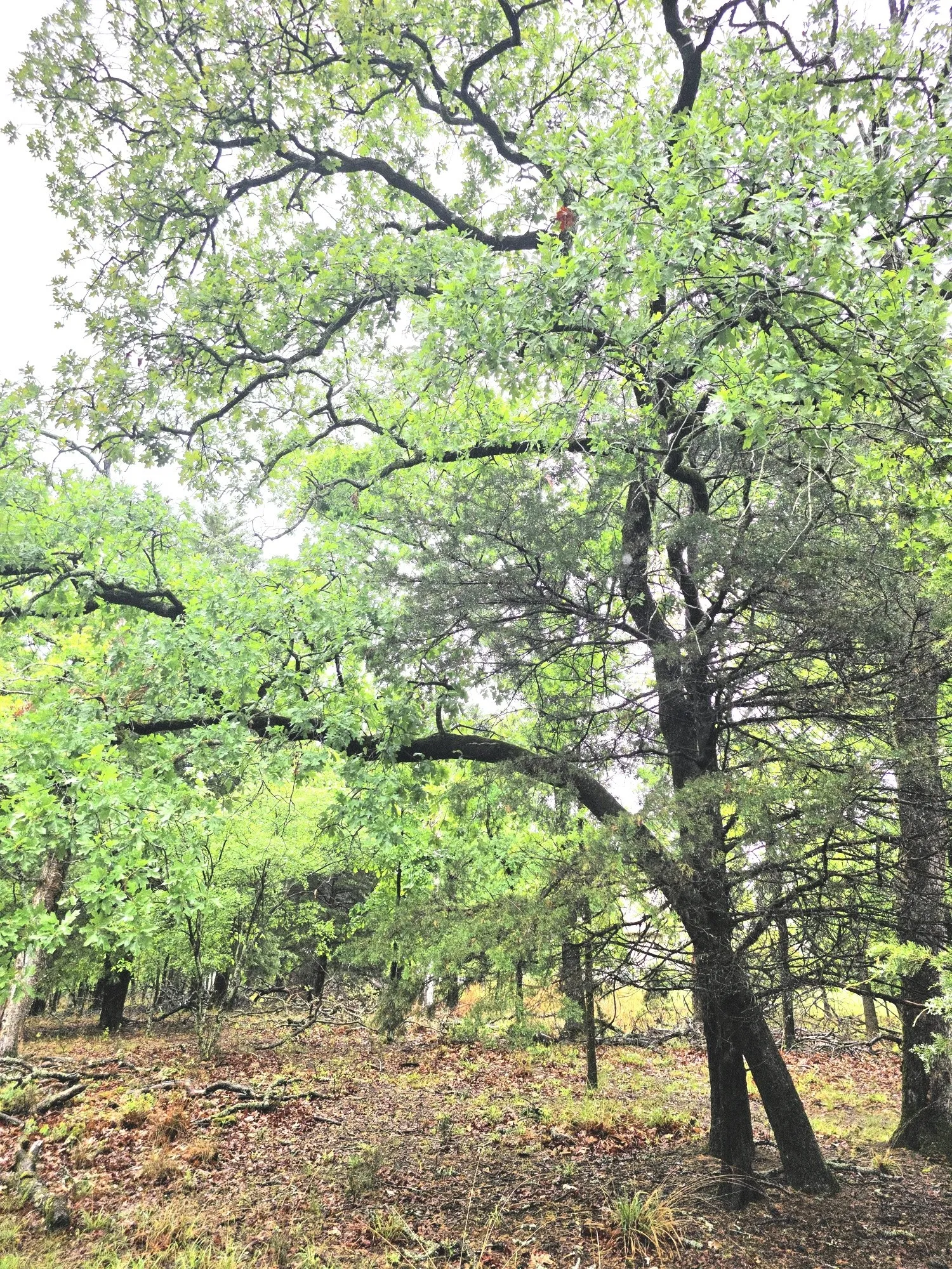 Improved Land For Sale in Henderson County , 7413 Quail Hollow Court, Larue, Texas 75770, 0, 0, Garage spaces, 0 Sqft, built in 0, Price $105,000, mls#21225109, Real Estate Agent in Larue, Homes For Sale in Henderson county, Homes For Sale in Larue, Realtor in Larue Texas, Real Estate Brokerage Independent Realty Texas, Luminita Cordes Realtor