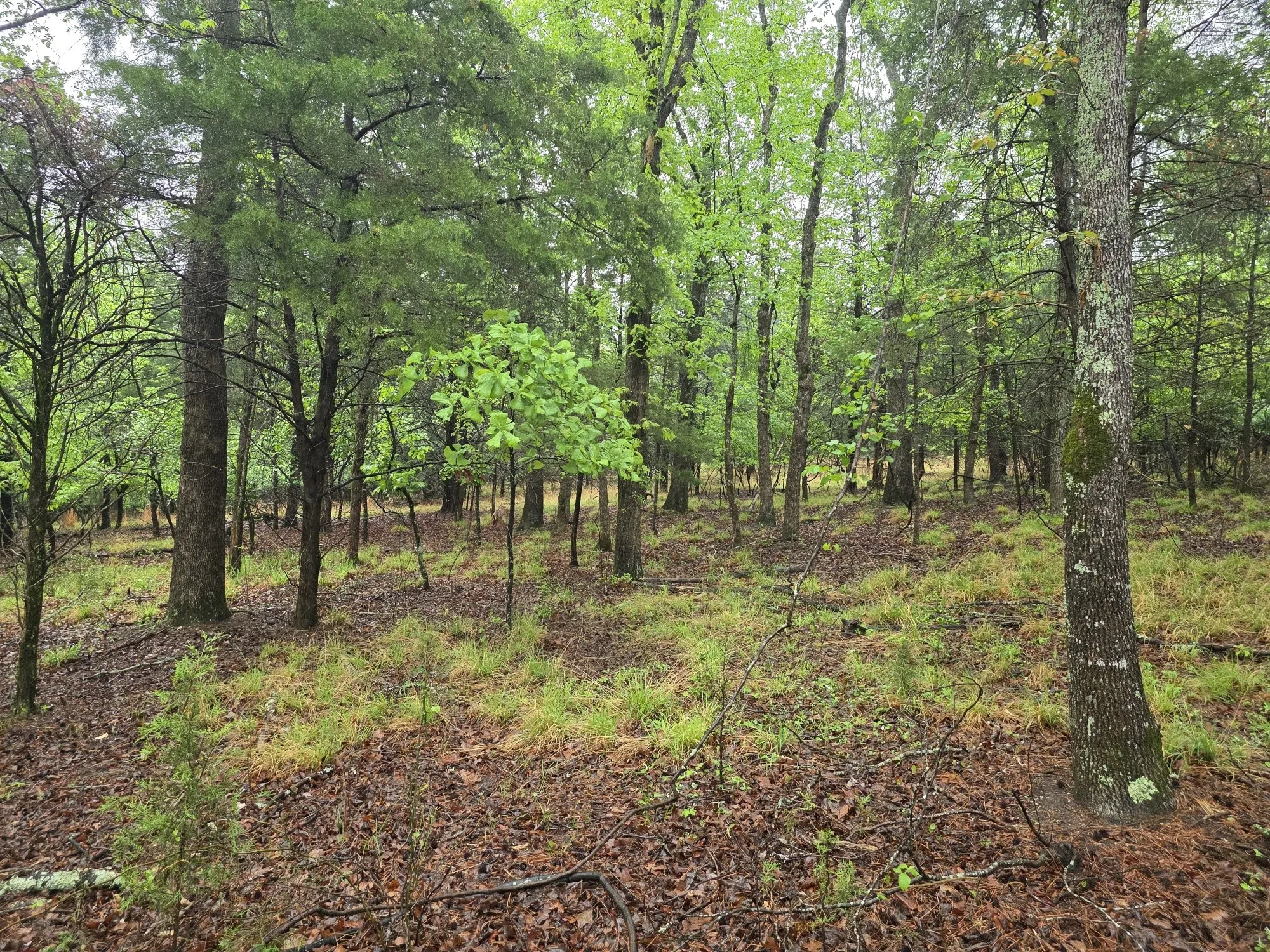 Improved Land For Sale in Henderson County , 7413 Quail Hollow Court, Larue, Texas 75770, 0, 0, Garage spaces, 0 Sqft, built in 0, Price $105,000, mls#21225109, Real Estate Agent in Larue, Homes For Sale in Henderson county, Homes For Sale in Larue, Realtor in Larue Texas, Real Estate Brokerage Independent Realty Texas, Luminita Cordes Realtor