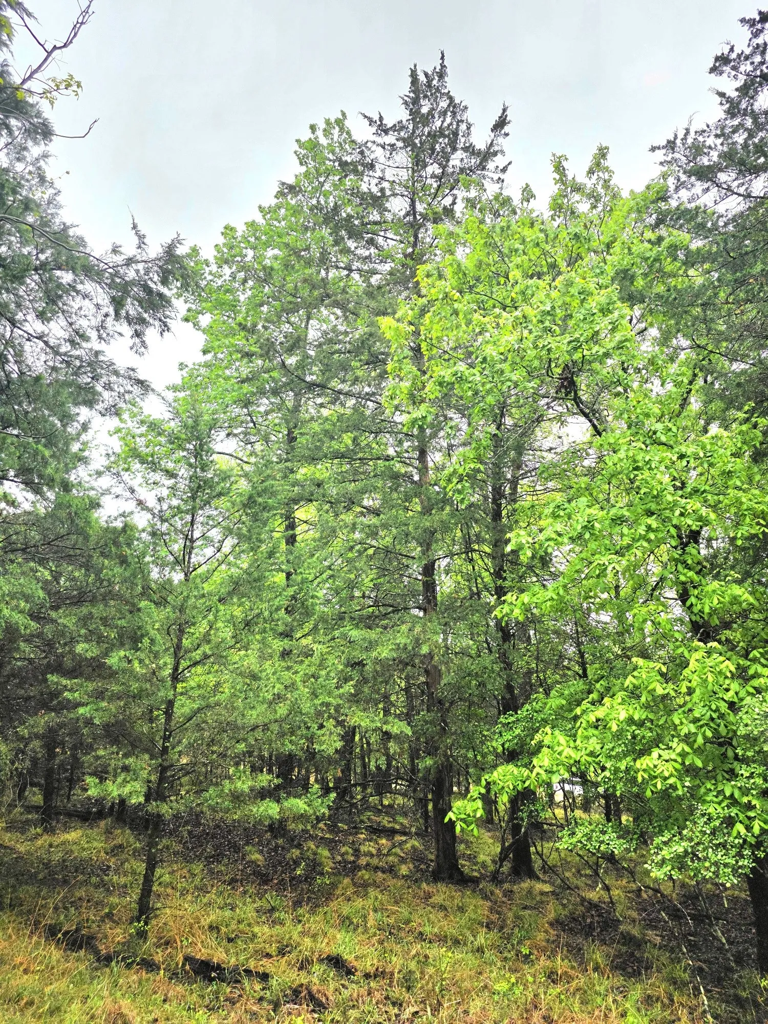 Improved Land For Sale in Henderson County , 7413 Quail Hollow Court, Larue, Texas 75770, 0, 0, Garage spaces, 0 Sqft, built in 0, Price $105,000, mls#21225109, Real Estate Agent in Larue, Homes For Sale in Henderson county, Homes For Sale in Larue, Realtor in Larue Texas, Real Estate Brokerage Independent Realty Texas, Luminita Cordes Realtor