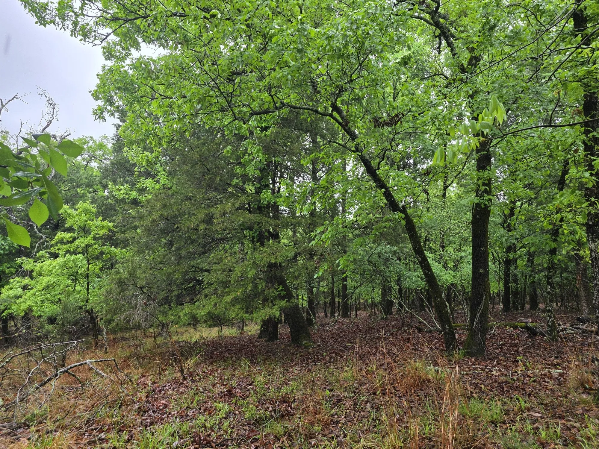 Improved Land For Sale in Henderson County , 7413 Quail Hollow Court, Larue, Texas 75770, 0, 0, Garage spaces, 0 Sqft, built in 0, Price $105,000, mls#21225109, Real Estate Agent in Larue, Homes For Sale in Henderson county, Homes For Sale in Larue, Realtor in Larue Texas, Real Estate Brokerage Independent Realty Texas, Luminita Cordes Realtor