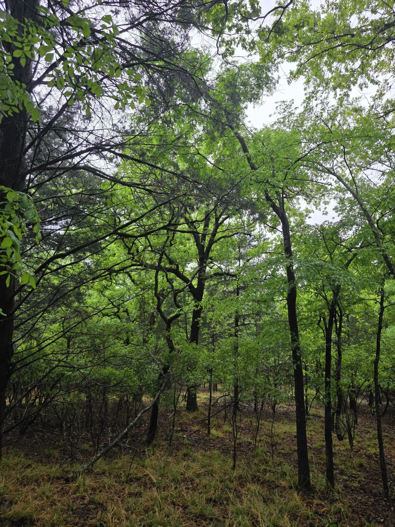 Improved Land For Sale in Henderson County , 7413 Quail Hollow Court, Larue, Texas 75770, 0, 0, Garage spaces, 0 Sqft, built in 0, Price $105,000, mls#21225109, Real Estate Agent in Larue, Homes For Sale in Henderson county, Homes For Sale in Larue, Realtor in Larue Texas, Real Estate Brokerage Independent Realty Texas, Luminita Cordes Realtor