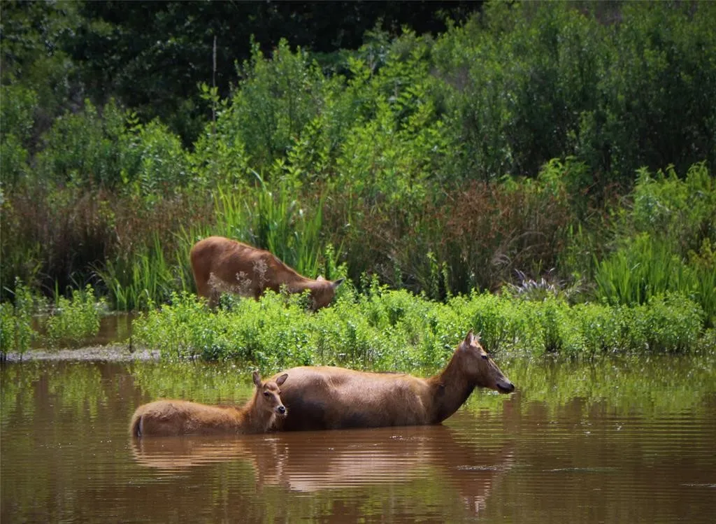 Pier David Deer.
