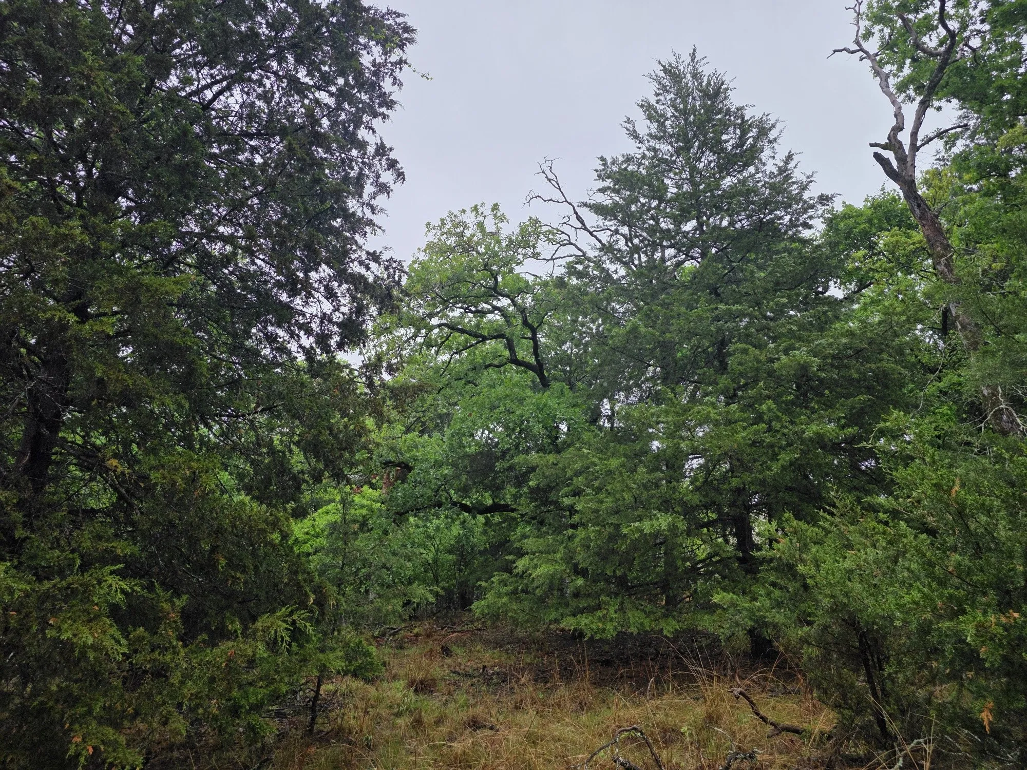 Improved Land For Sale in Henderson County , 7413 Quail Hollow Court, Larue, Texas 75770, 0, 0, Garage spaces, 0 Sqft, built in 0, Price $105,000, mls#21225109, Real Estate Agent in Larue, Homes For Sale in Henderson county, Homes For Sale in Larue, Realtor in Larue Texas, Real Estate Brokerage Independent Realty Texas, Luminita Cordes Realtor