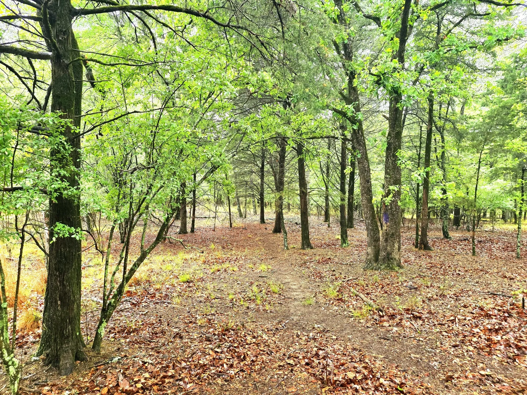 Improved Land For Sale in Henderson County , 7413 Quail Hollow Court, Larue, Texas 75770, 0, 0, Garage spaces, 0 Sqft, built in 0, Price $105,000, mls#21225109, Real Estate Agent in Larue, Homes For Sale in Henderson county, Homes For Sale in Larue, Realtor in Larue Texas, Real Estate Brokerage Independent Realty Texas, Luminita Cordes Realtor