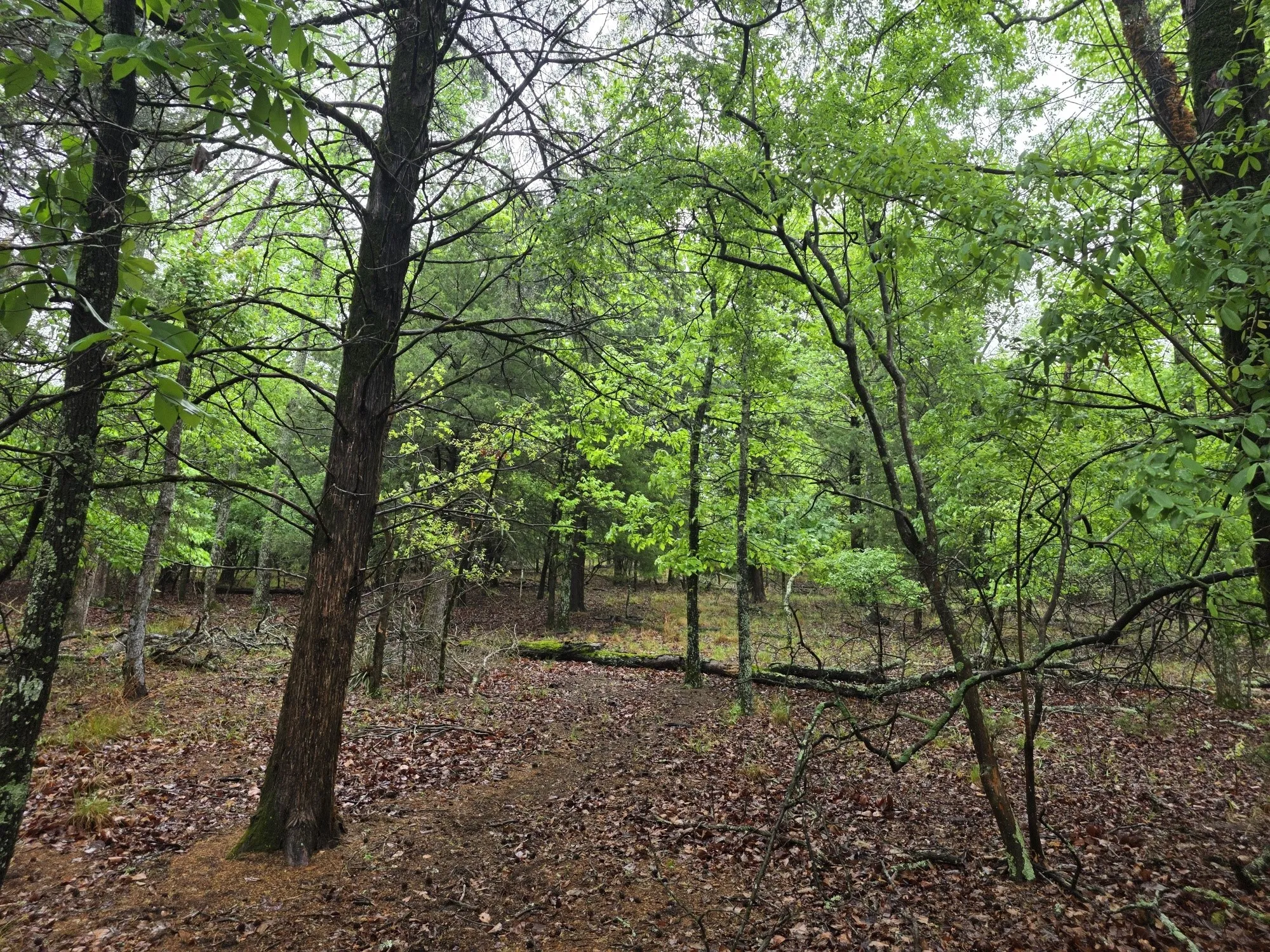 Improved Land For Sale in Henderson County , 7413 Quail Hollow Court, Larue, Texas 75770, 0, 0, Garage spaces, 0 Sqft, built in 0, Price $105,000, mls#21225109, Real Estate Agent in Larue, Homes For Sale in Henderson county, Homes For Sale in Larue, Realtor in Larue Texas, Real Estate Brokerage Independent Realty Texas, Luminita Cordes Realtor