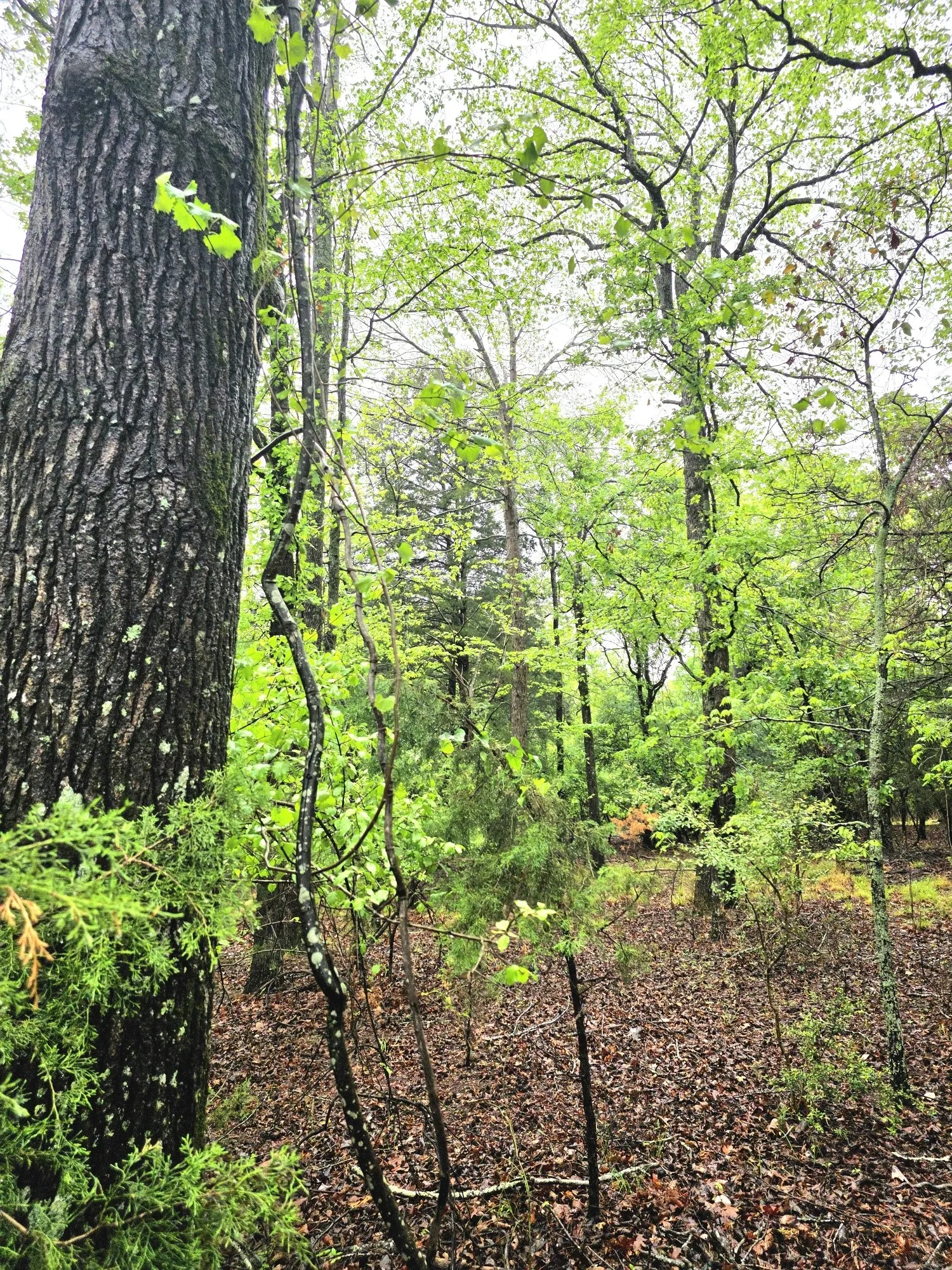 Improved Land For Sale in Henderson County , 7413 Quail Hollow Court, Larue, Texas 75770, 0, 0, Garage spaces, 0 Sqft, built in 0, Price $105,000, mls#21225109, Real Estate Agent in Larue, Homes For Sale in Henderson county, Homes For Sale in Larue, Realtor in Larue Texas, Real Estate Brokerage Independent Realty Texas, Luminita Cordes Realtor