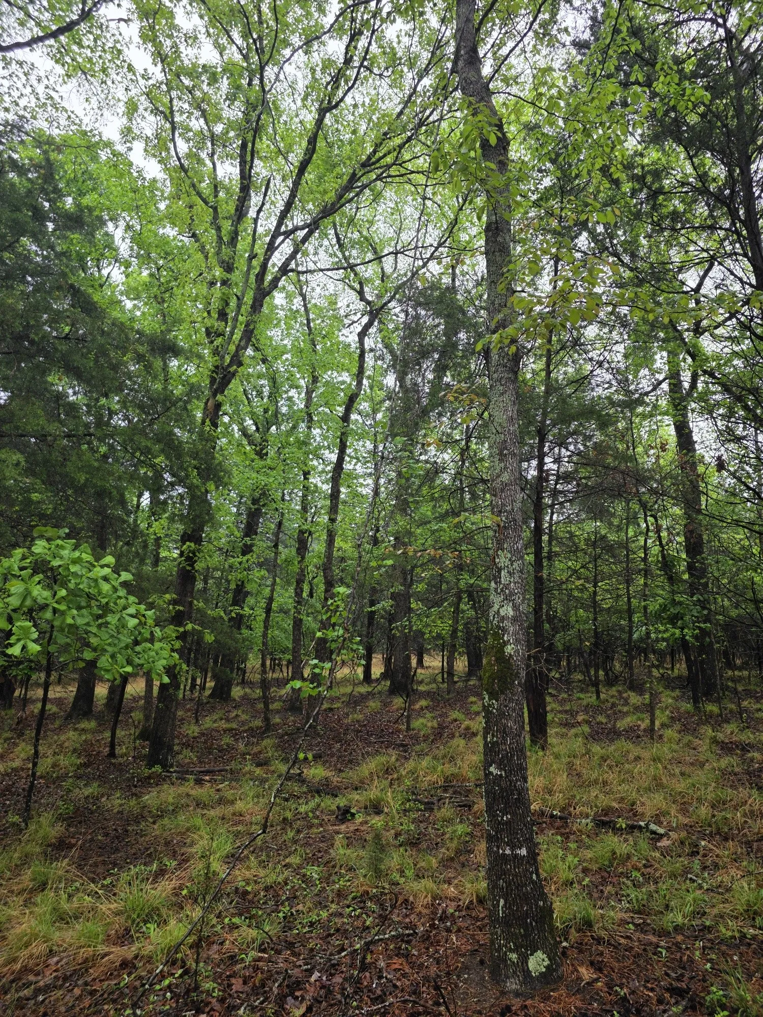 Improved Land For Sale in Henderson County , 7413 Quail Hollow Court, Larue, Texas 75770, 0, 0, Garage spaces, 0 Sqft, built in 0, Price $105,000, mls#21225109, Real Estate Agent in Larue, Homes For Sale in Henderson county, Homes For Sale in Larue, Realtor in Larue Texas, Real Estate Brokerage Independent Realty Texas, Luminita Cordes Realtor