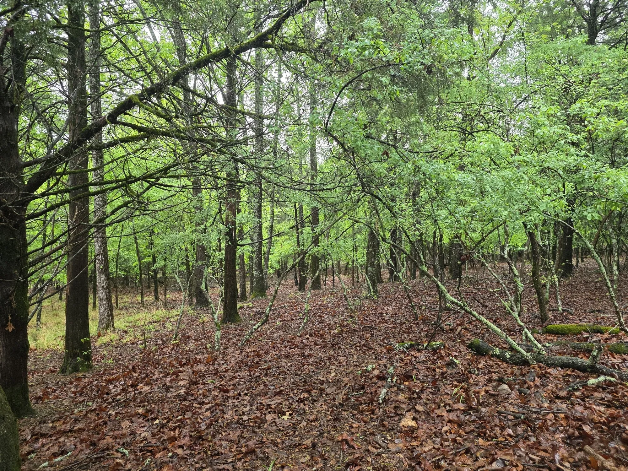 Improved Land For Sale in Henderson County , 7413 Quail Hollow Court, Larue, Texas 75770, 0, 0, Garage spaces, 0 Sqft, built in 0, Price $105,000, mls#21225109, Real Estate Agent in Larue, Homes For Sale in Henderson county, Homes For Sale in Larue, Realtor in Larue Texas, Real Estate Brokerage Independent Realty Texas, Luminita Cordes Realtor