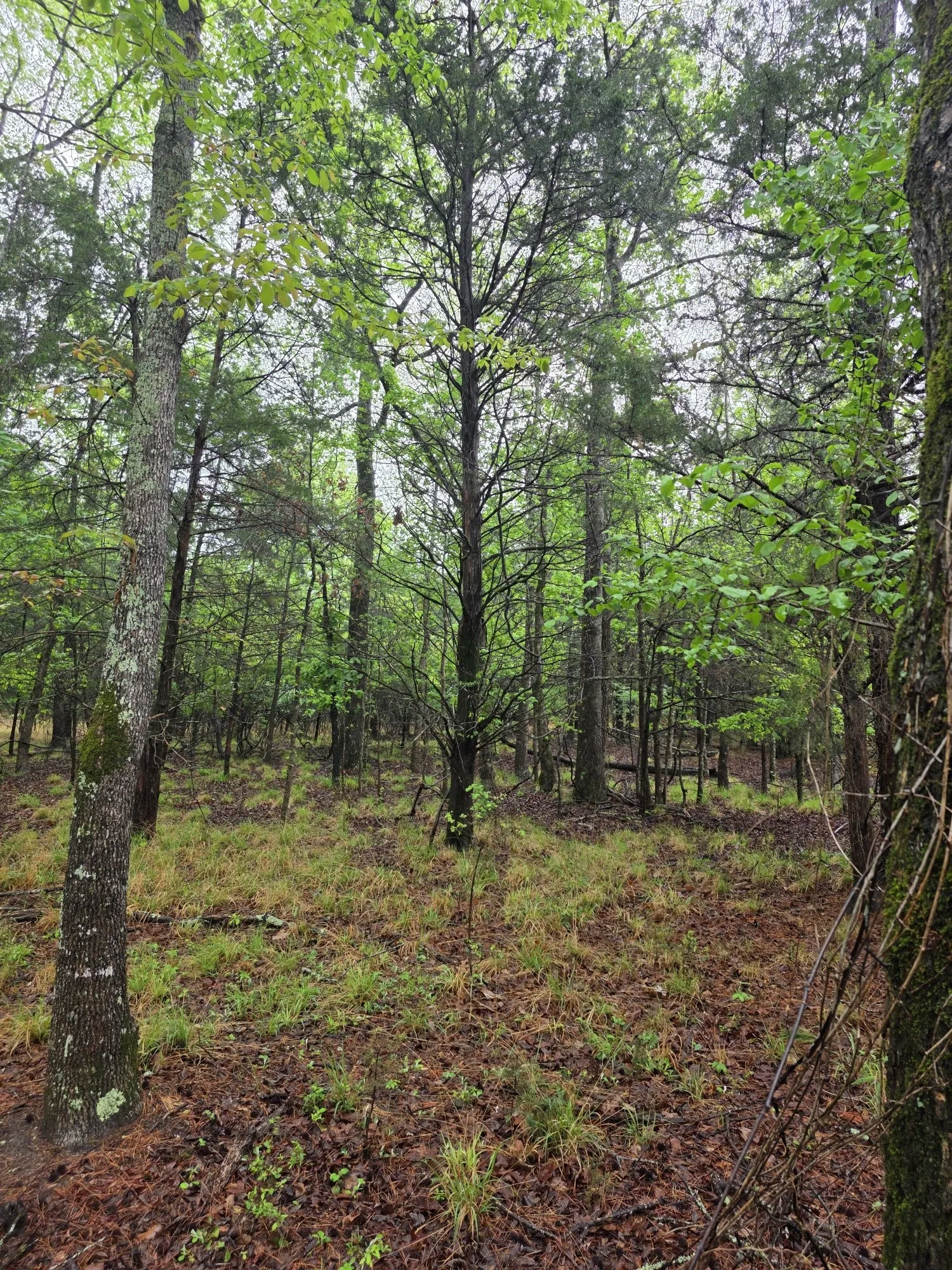 Improved Land For Sale in Henderson County , 7413 Quail Hollow Court, Larue, Texas 75770, 0, 0, Garage spaces, 0 Sqft, built in 0, Price $105,000, mls#21225109, Real Estate Agent in Larue, Homes For Sale in Henderson county, Homes For Sale in Larue, Realtor in Larue Texas, Real Estate Brokerage Independent Realty Texas, Luminita Cordes Realtor