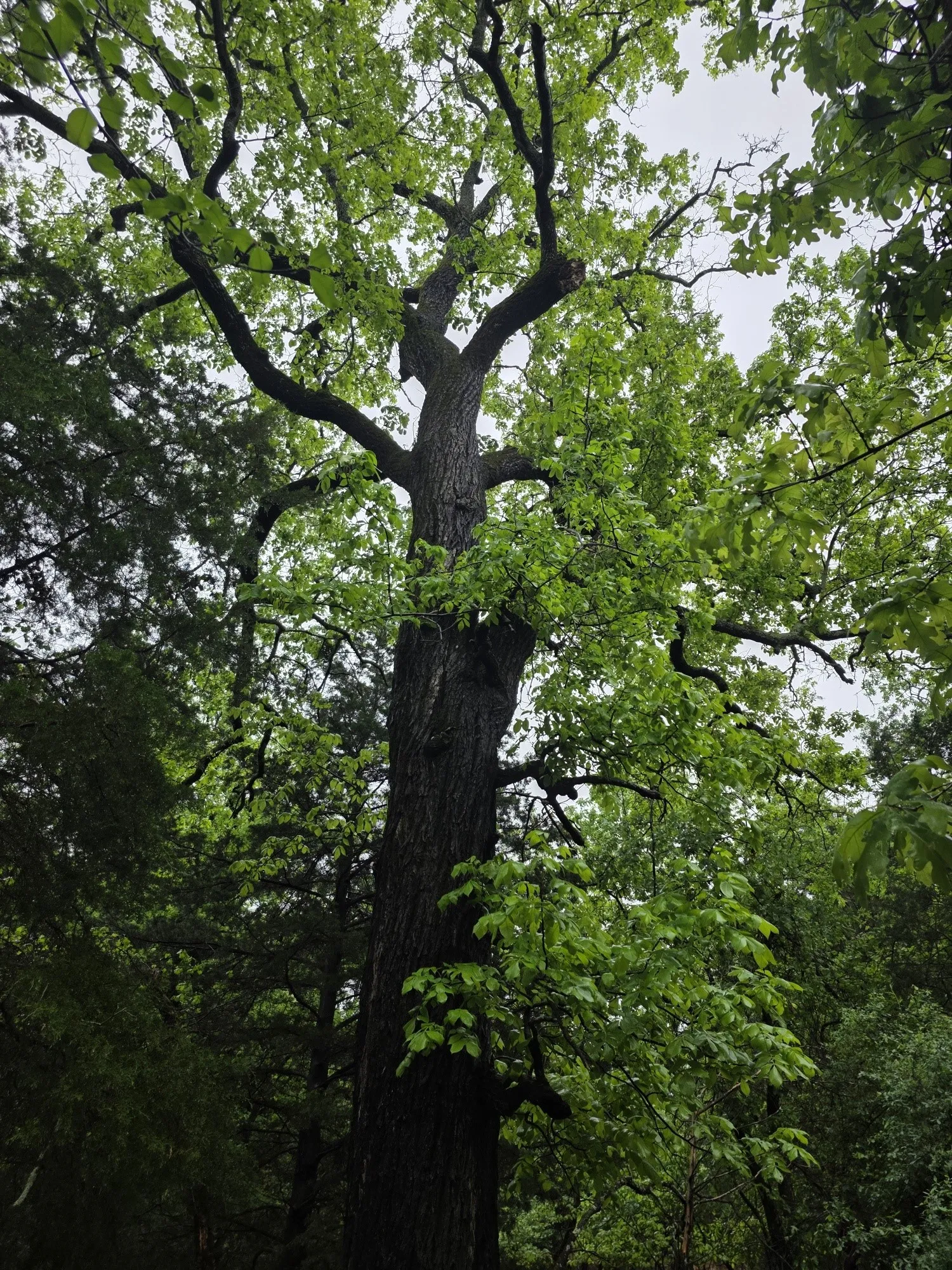 Improved Land For Sale in Henderson County , 7413 Quail Hollow Court, Larue, Texas 75770, 0, 0, Garage spaces, 0 Sqft, built in 0, Price $105,000, mls#21225109, Real Estate Agent in Larue, Homes For Sale in Henderson county, Homes For Sale in Larue, Realtor in Larue Texas, Real Estate Brokerage Independent Realty Texas, Luminita Cordes Realtor
