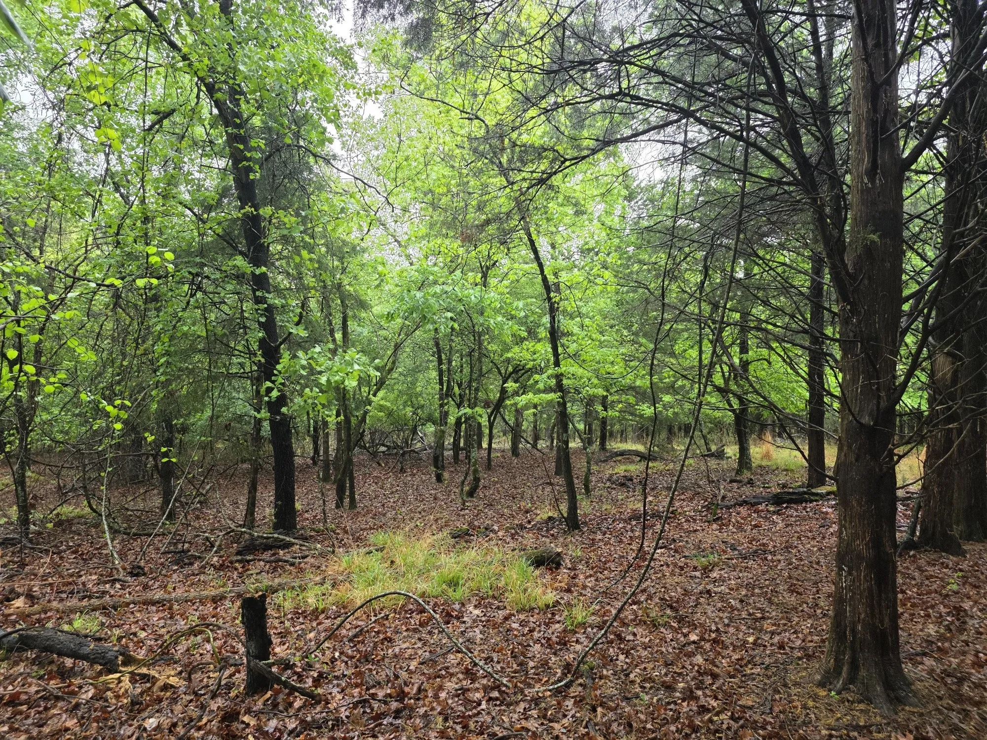 Improved Land For Sale in Henderson County , 7413 Quail Hollow Court, Larue, Texas 75770, 0, 0, Garage spaces, 0 Sqft, built in 0, Price $105,000, mls#21225109, Real Estate Agent in Larue, Homes For Sale in Henderson county, Homes For Sale in Larue, Realtor in Larue Texas, Real Estate Brokerage Independent Realty Texas, Luminita Cordes Realtor