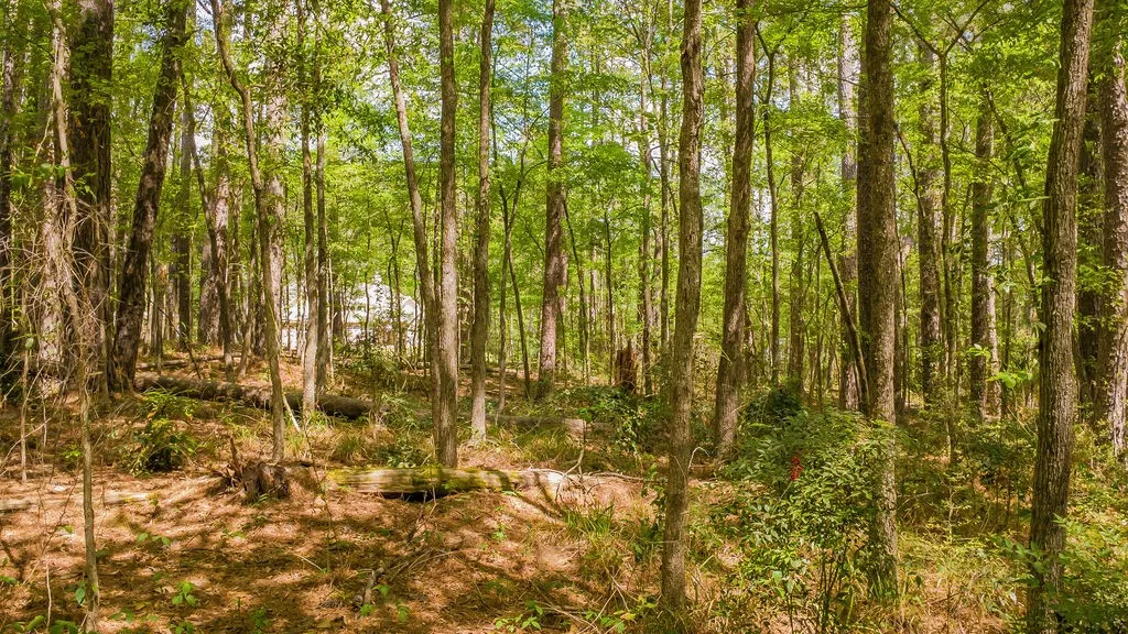 Unimproved Land For Sale in Smith County , 1723 Pineview Lane, Hideaway, Texas 75771, 0, 0, Garage spaces, 0 Sqft, built in 0, mls#21225535, Real Estate Agent in Hideaway, Homes For Sale in Smith county, Homes For Sale in Hideaway, Realtor in Hideaway Texas, Real Estate Brokerage Independent Realty Texas, Luminita Cordes Realtor