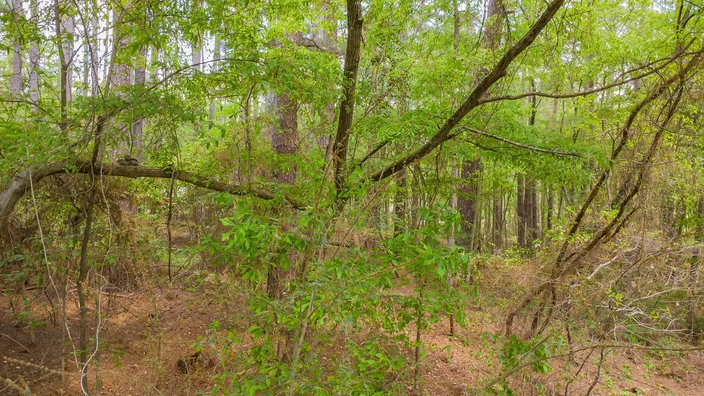 Unimproved Land For Sale in Smith County , 1723 Pineview Lane, Hideaway, Texas 75771, 0, 0, Garage spaces, 0 Sqft, built in 0, mls#21225535, Real Estate Agent in Hideaway, Homes For Sale in Smith county, Homes For Sale in Hideaway, Realtor in Hideaway Texas, Real Estate Brokerage Independent Realty Texas, Luminita Cordes Realtor