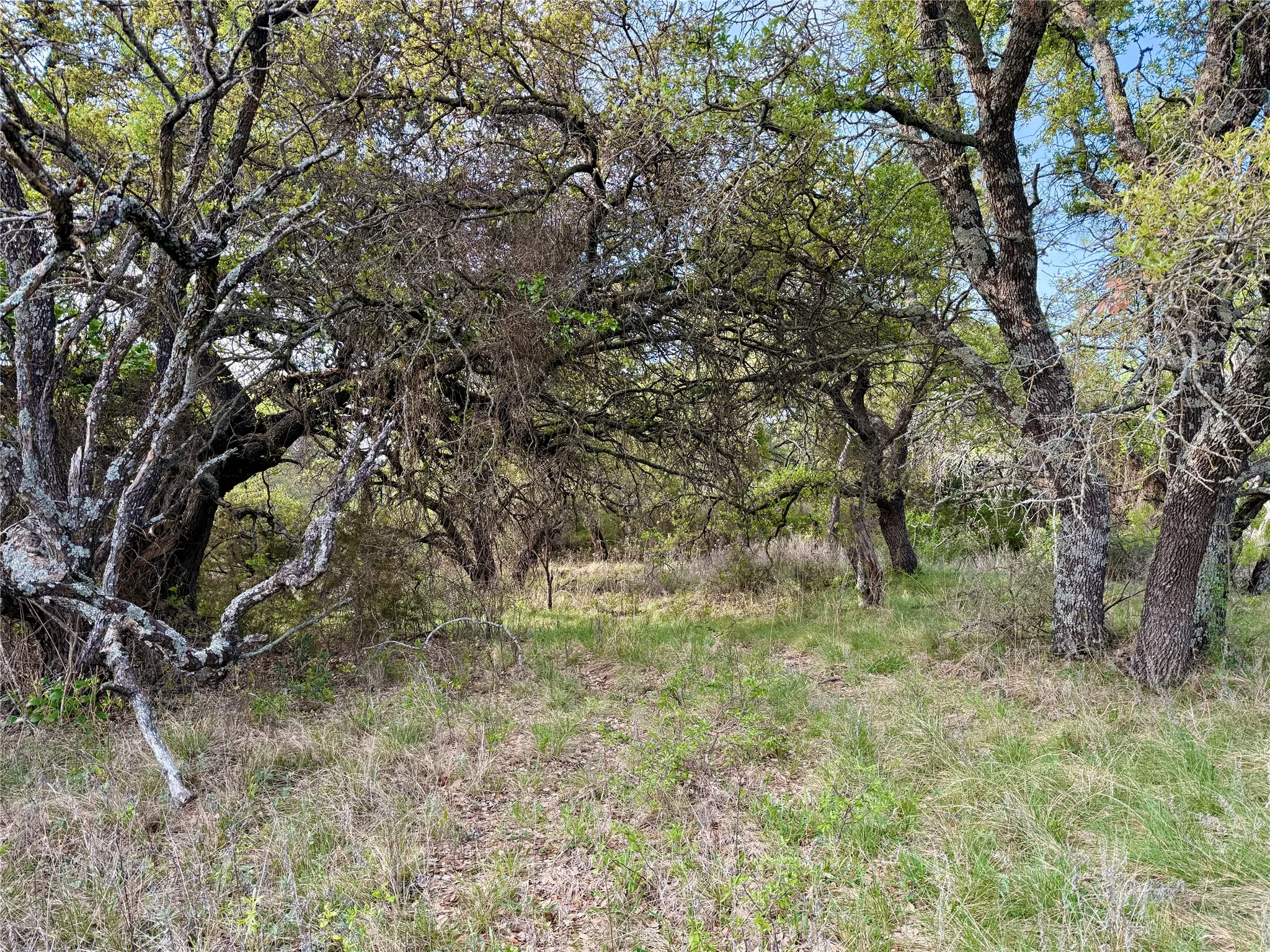 Ranch For Sale in Comanche County , TBD CR 253, Comanche, Texas 76442, 0, 0, Garage spaces, 0 Sqft, built in 0, Price $655,000, mls#21225570, Real Estate Agent in Comanche, Homes For Sale in Comanche county, Homes For Sale in Comanche, Realtor in Comanche Texas, Real Estate Brokerage Independent Realty Texas, Luminita Cordes Realtor
