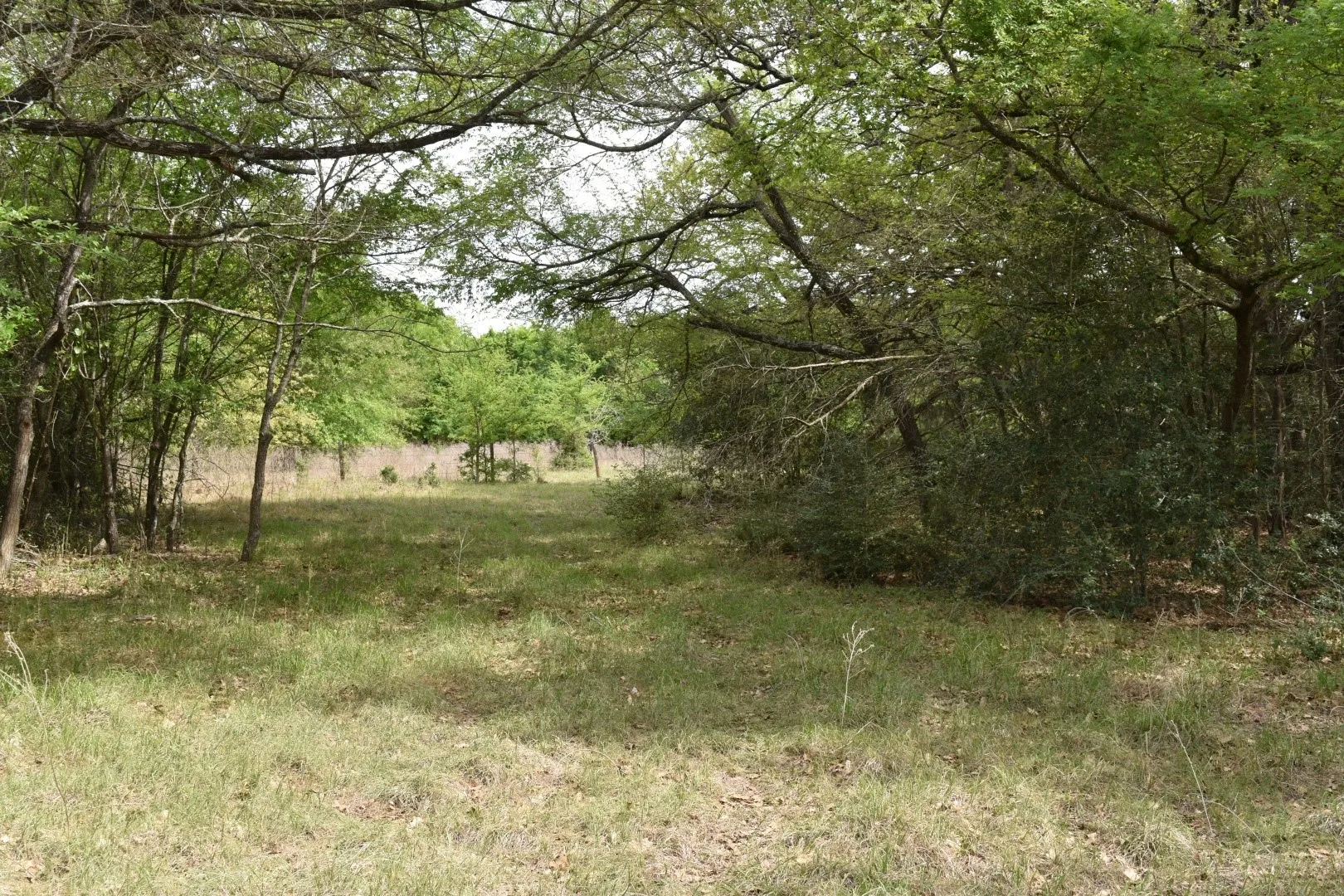 View of tree filled area