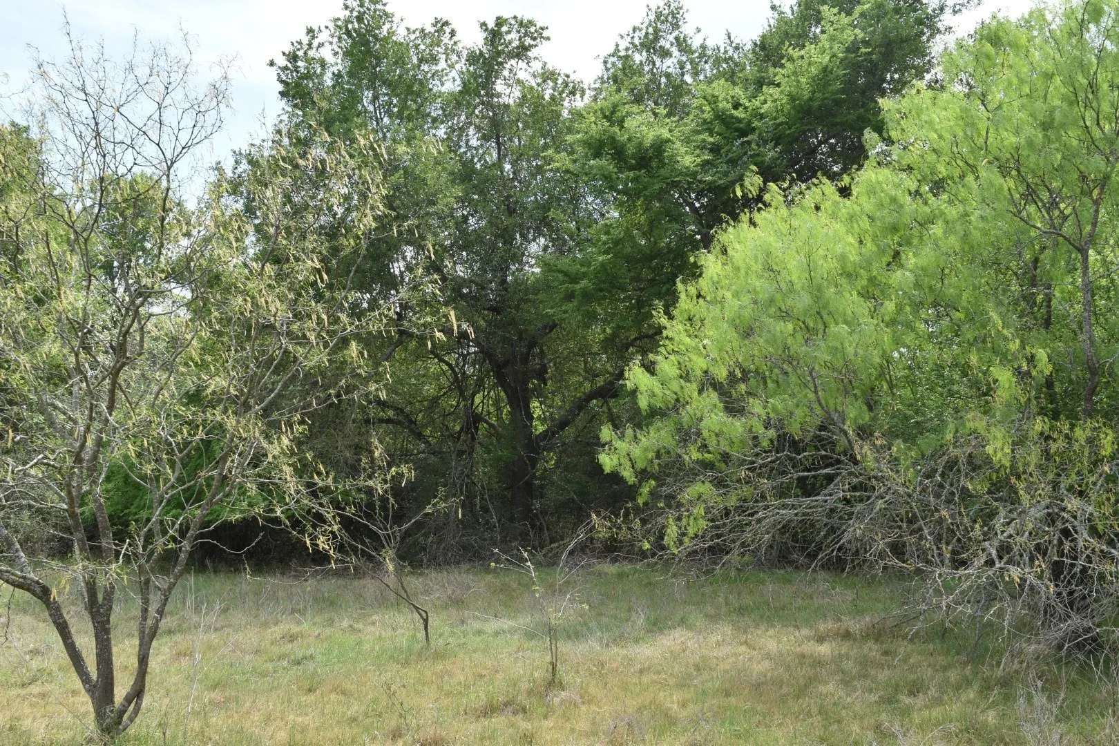 View of local wilderness