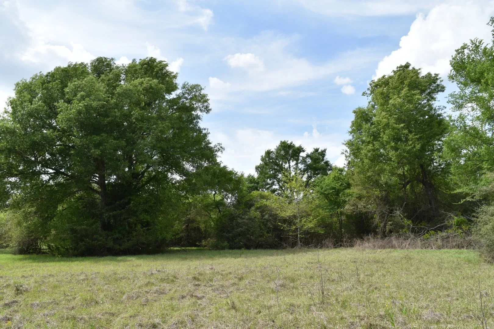 View of tree filled area