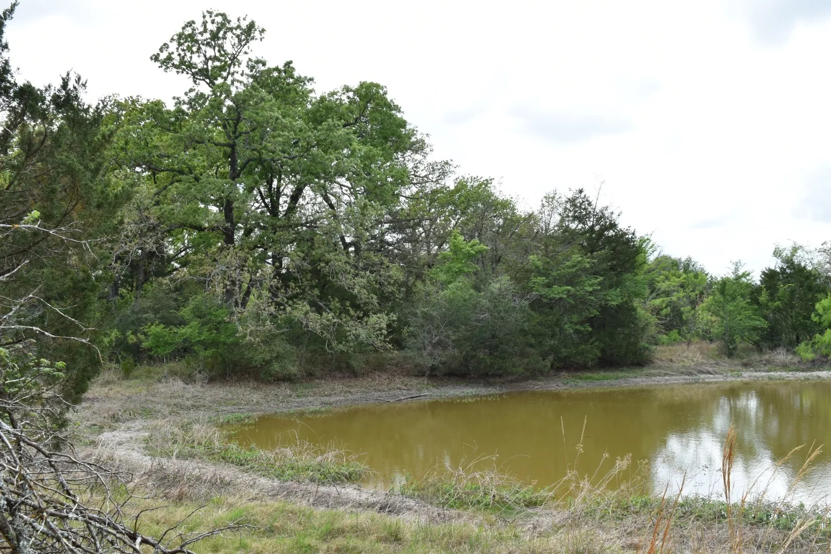 View of pond with trees